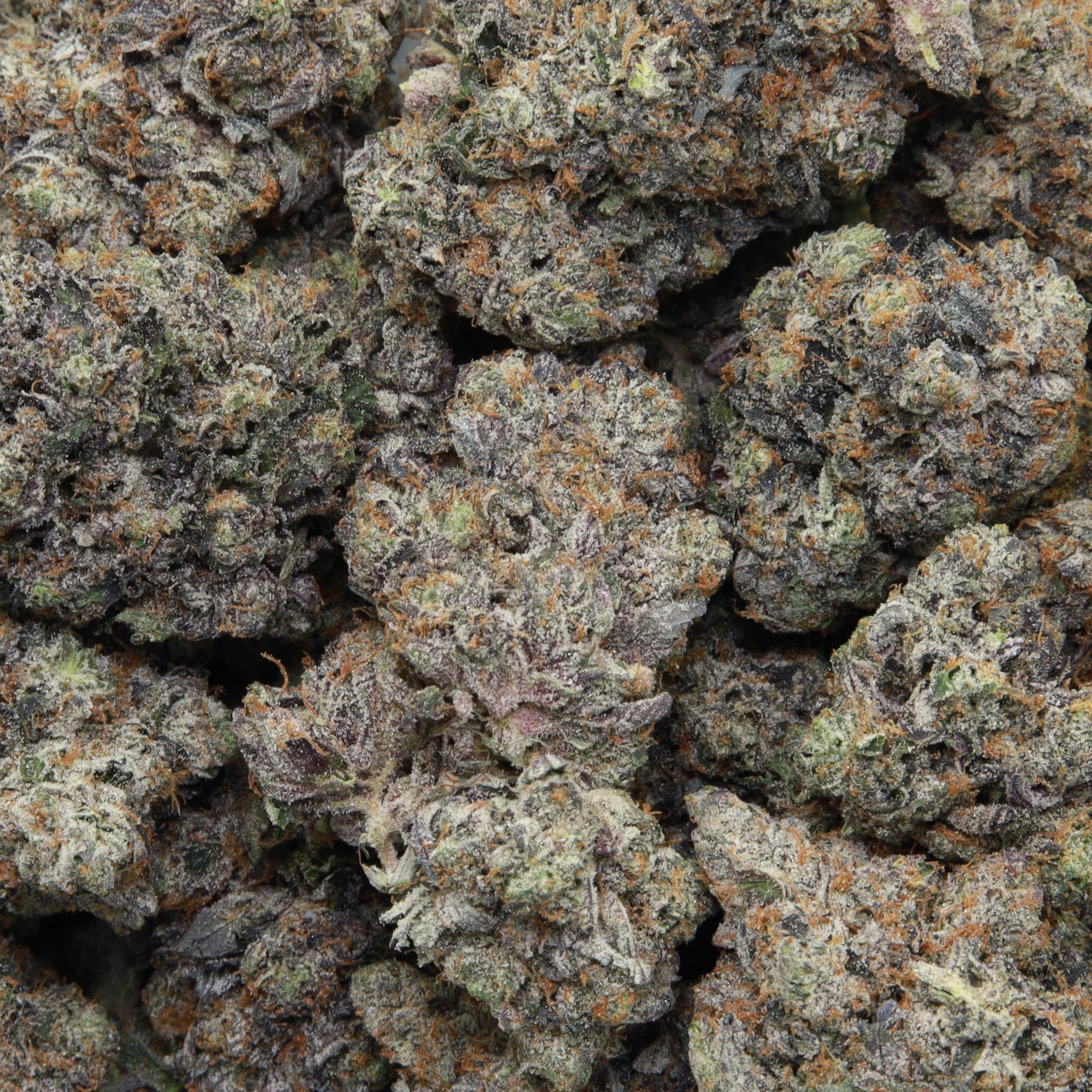 Mike Tyson from Elephant Garden multiple bud Feb 2026