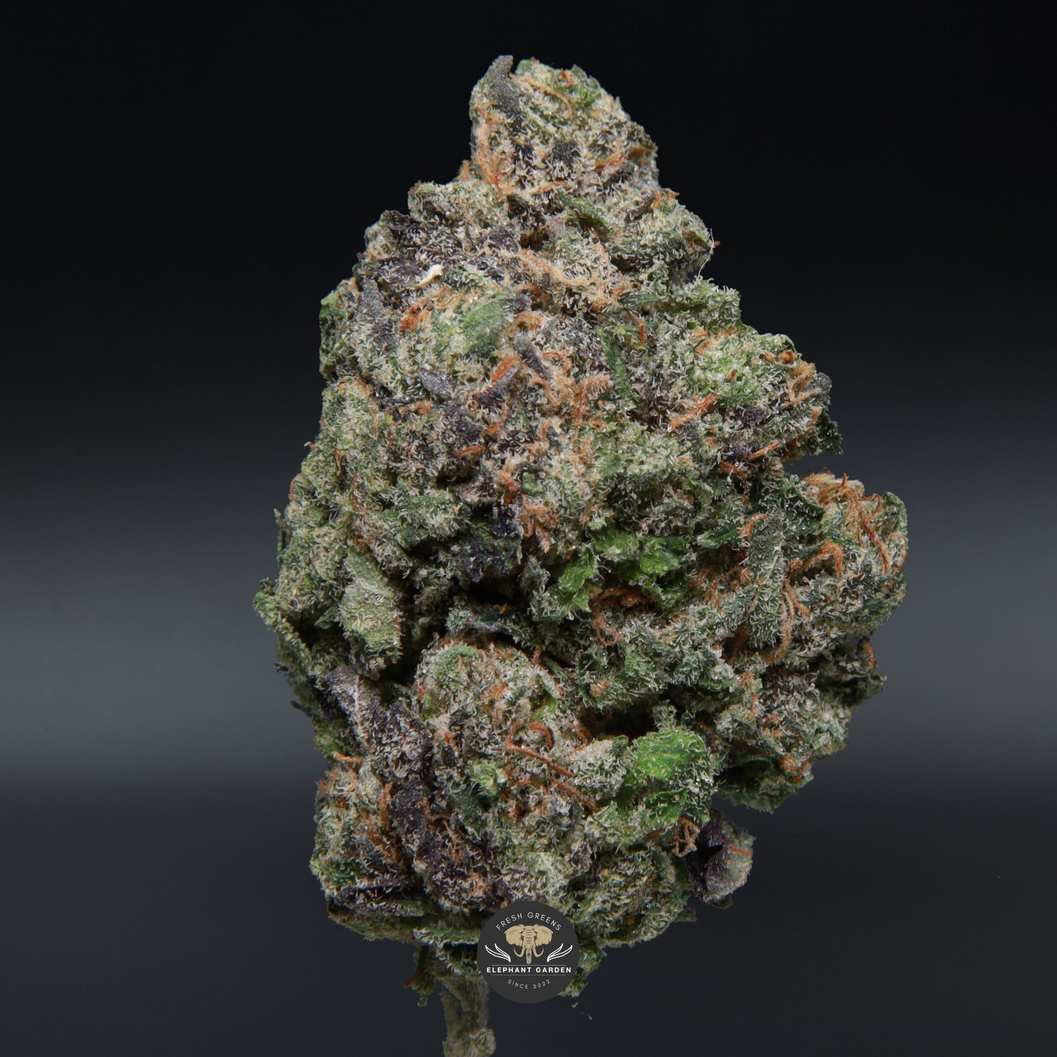 Pink Gorilla from Elephant Garden single bud Feb 2026