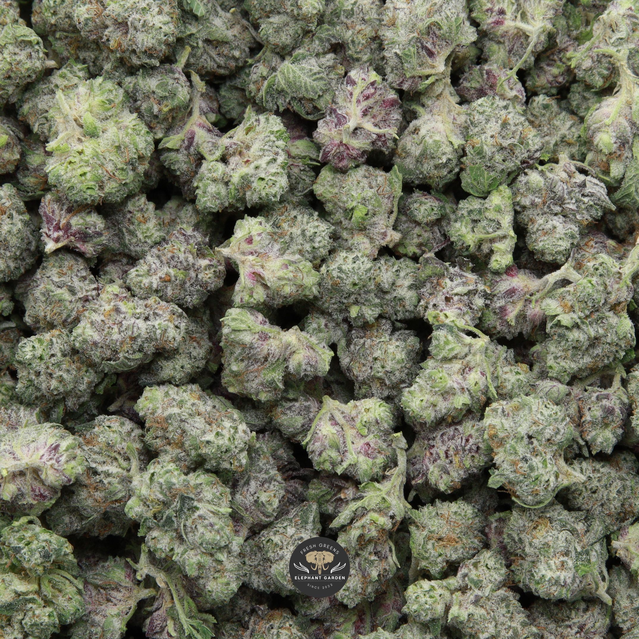 Blueberry Jam Popcorn Elephant Garden March 2026