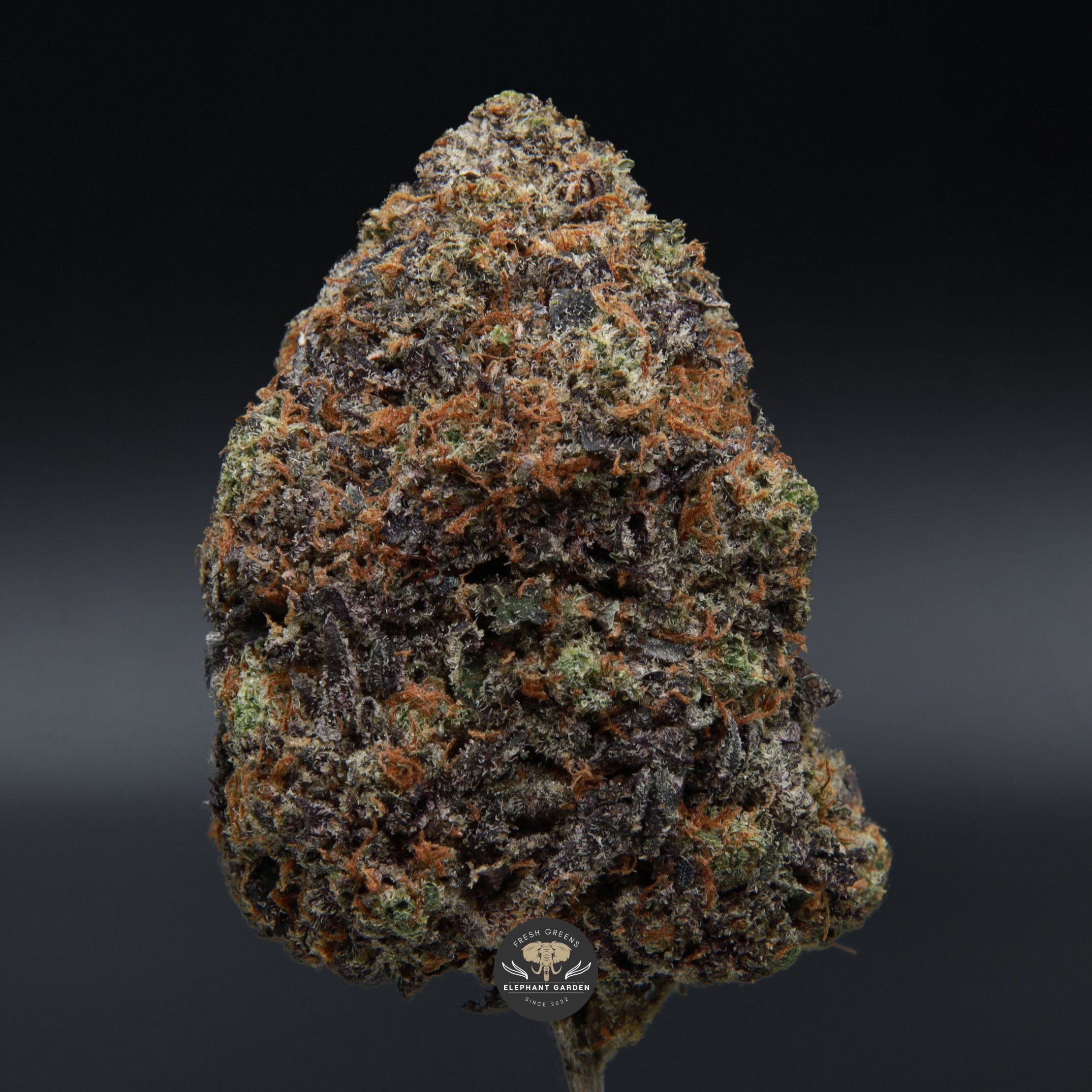 Buy Grease Monkey zoom Elephant Garden March 2026