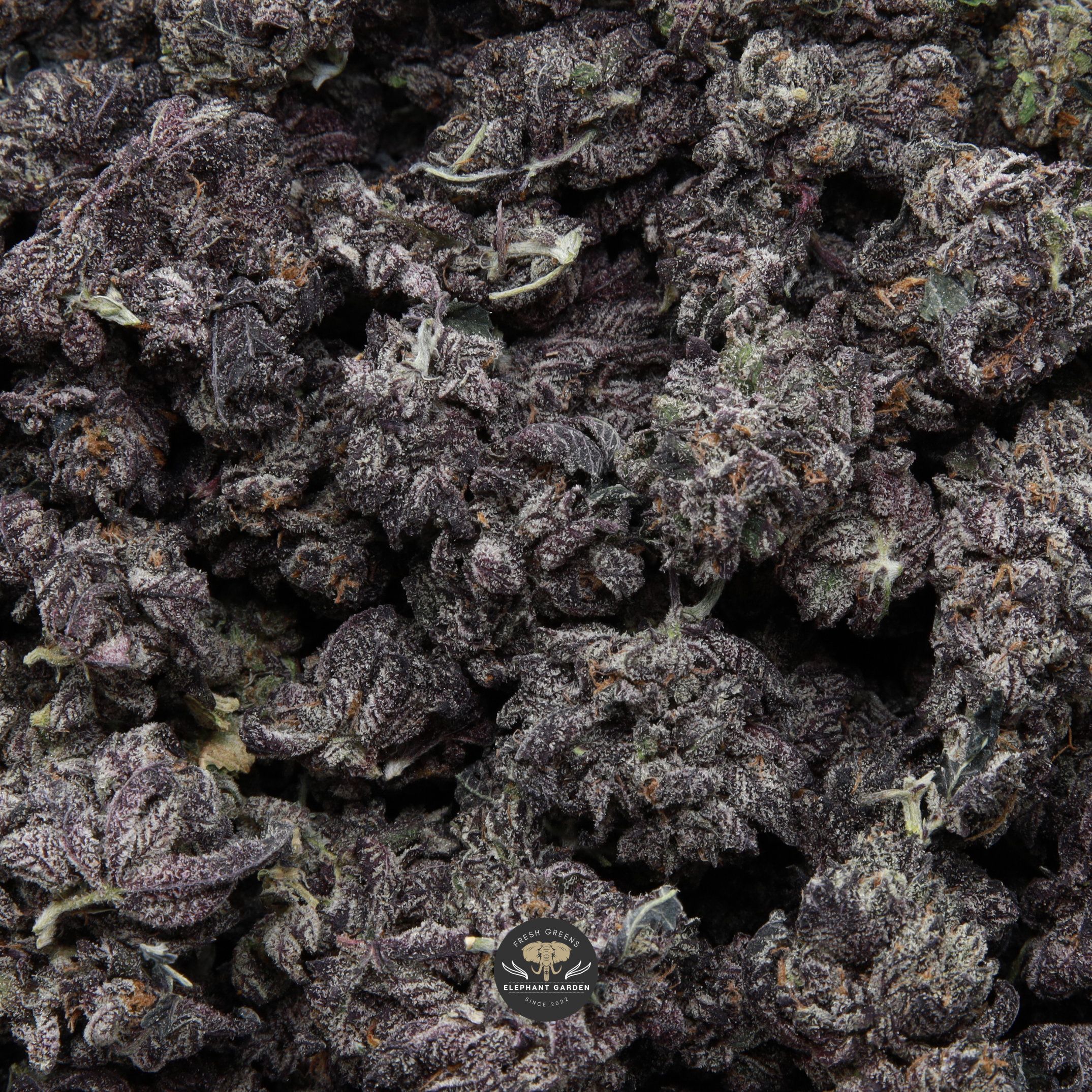Buy White Truffle Smalls Elephant Garden March 2026