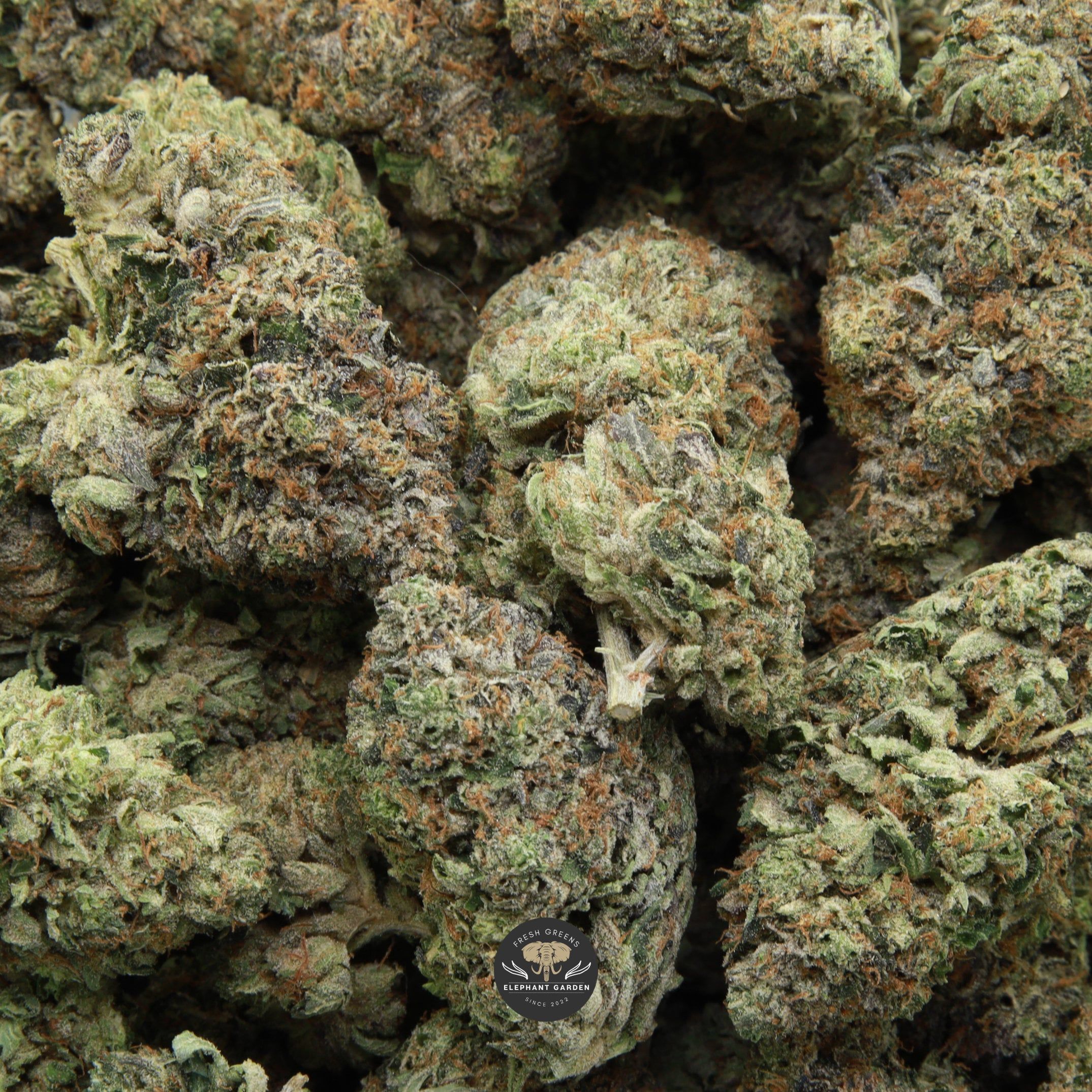 Multiple buds of El Chapo weed from Elephant Garden batch march 2026