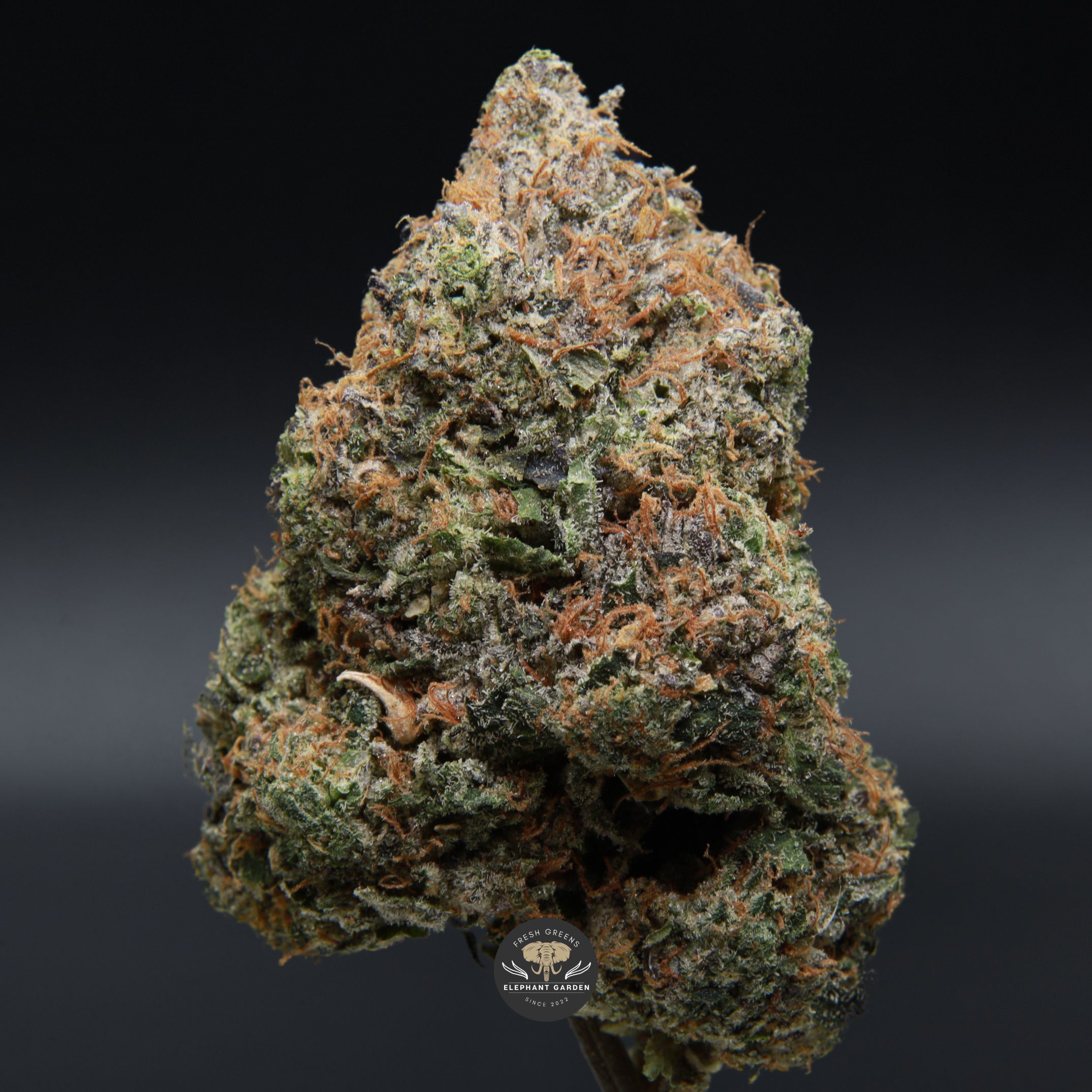 Pink Fuego LSO zoom Elephant Garden March 2026
