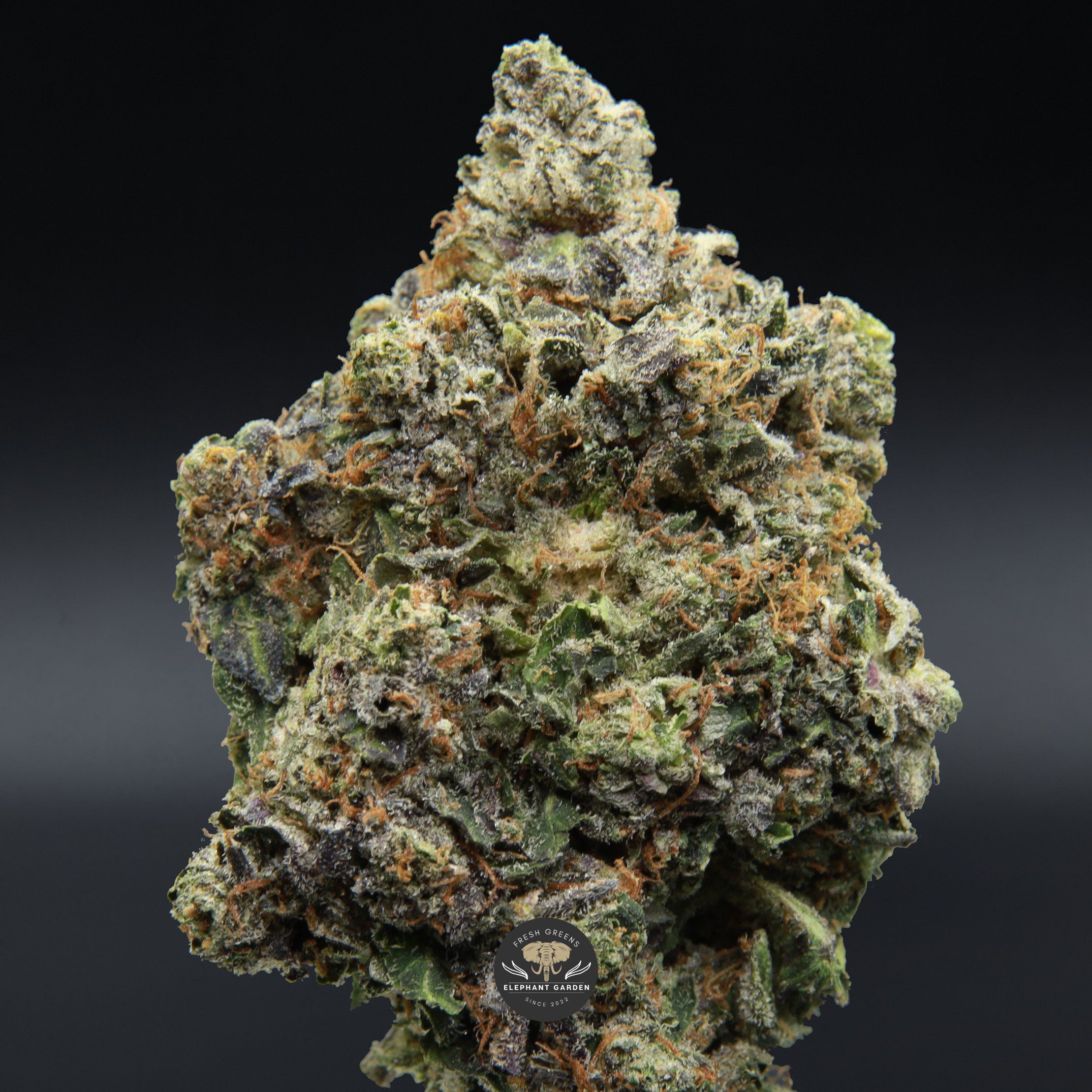 Platinum Kush zoomed bud from Elephant Garden March 2026