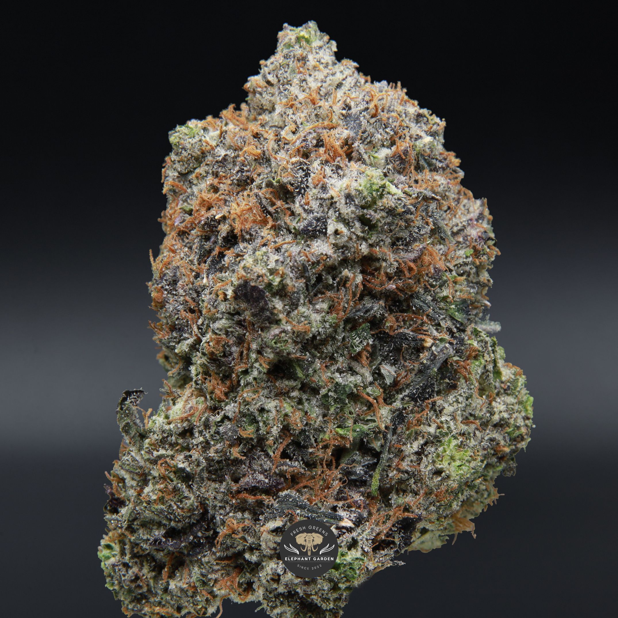 Supreme Death Bubba single bud from Elephant Garden March 2026