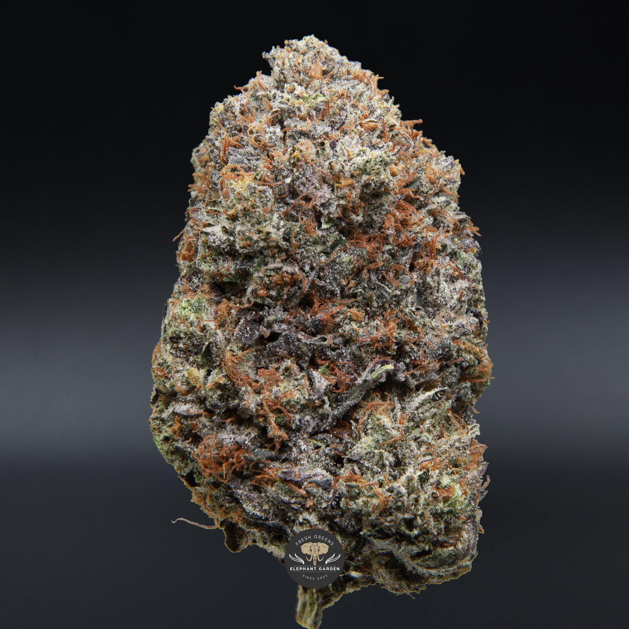 All Gas OG Elephant Garden April 2026