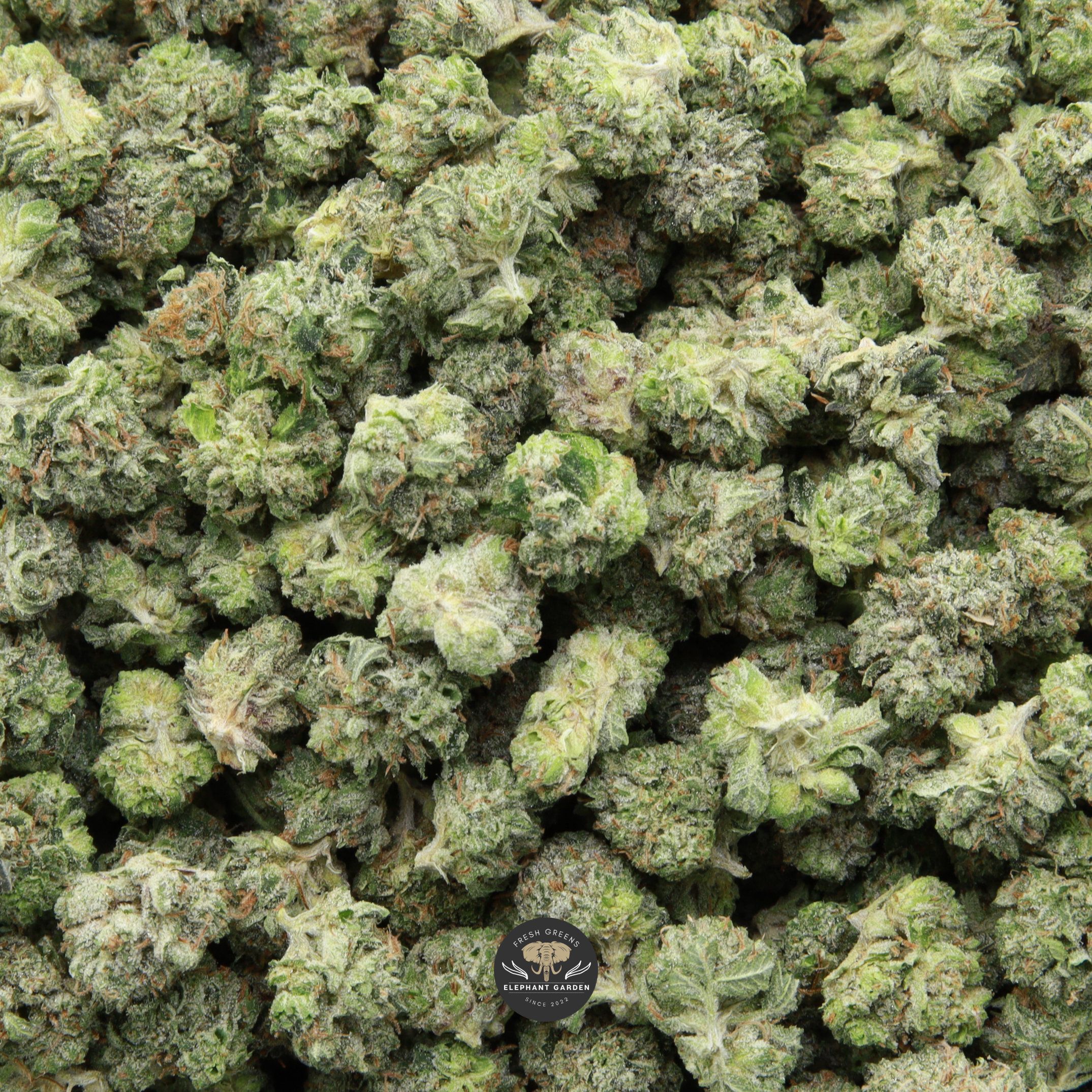 Pink Kush Popcorn Elephant Garden April 2026