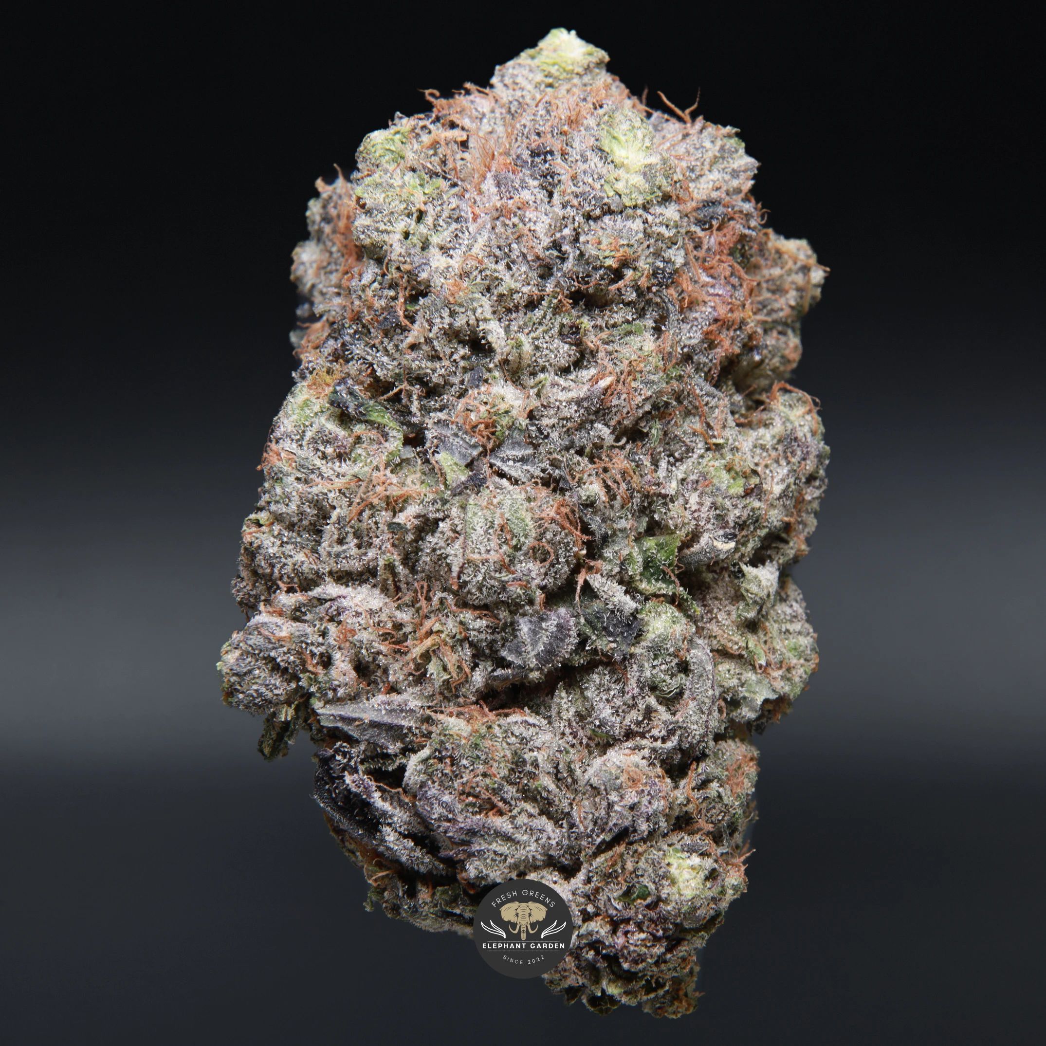 Black Tuna (gas) AAAA indica flower — close-up product photo