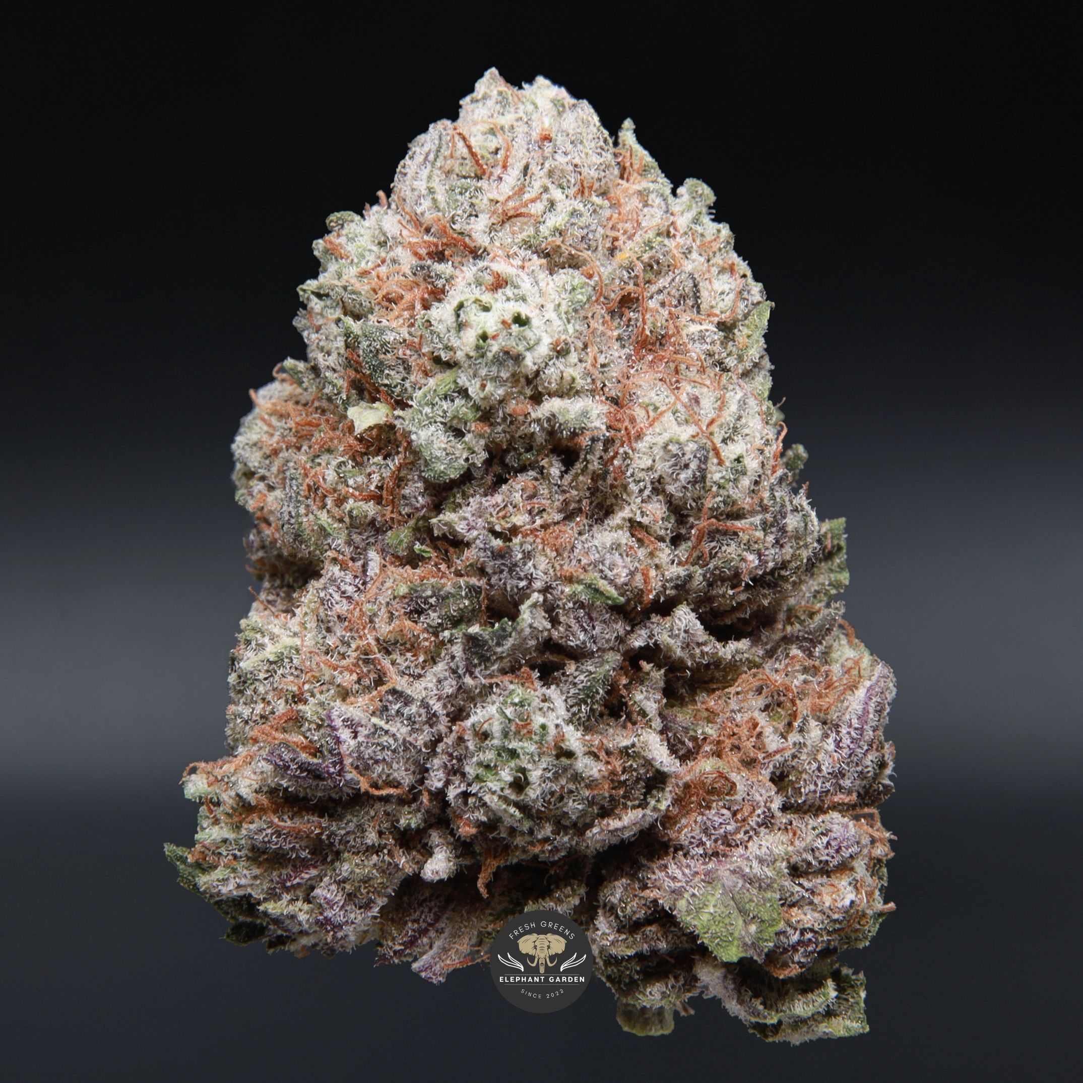 Cherry Gorilla (sweet cherry) AAA+ hybrid flower — close-up product photo