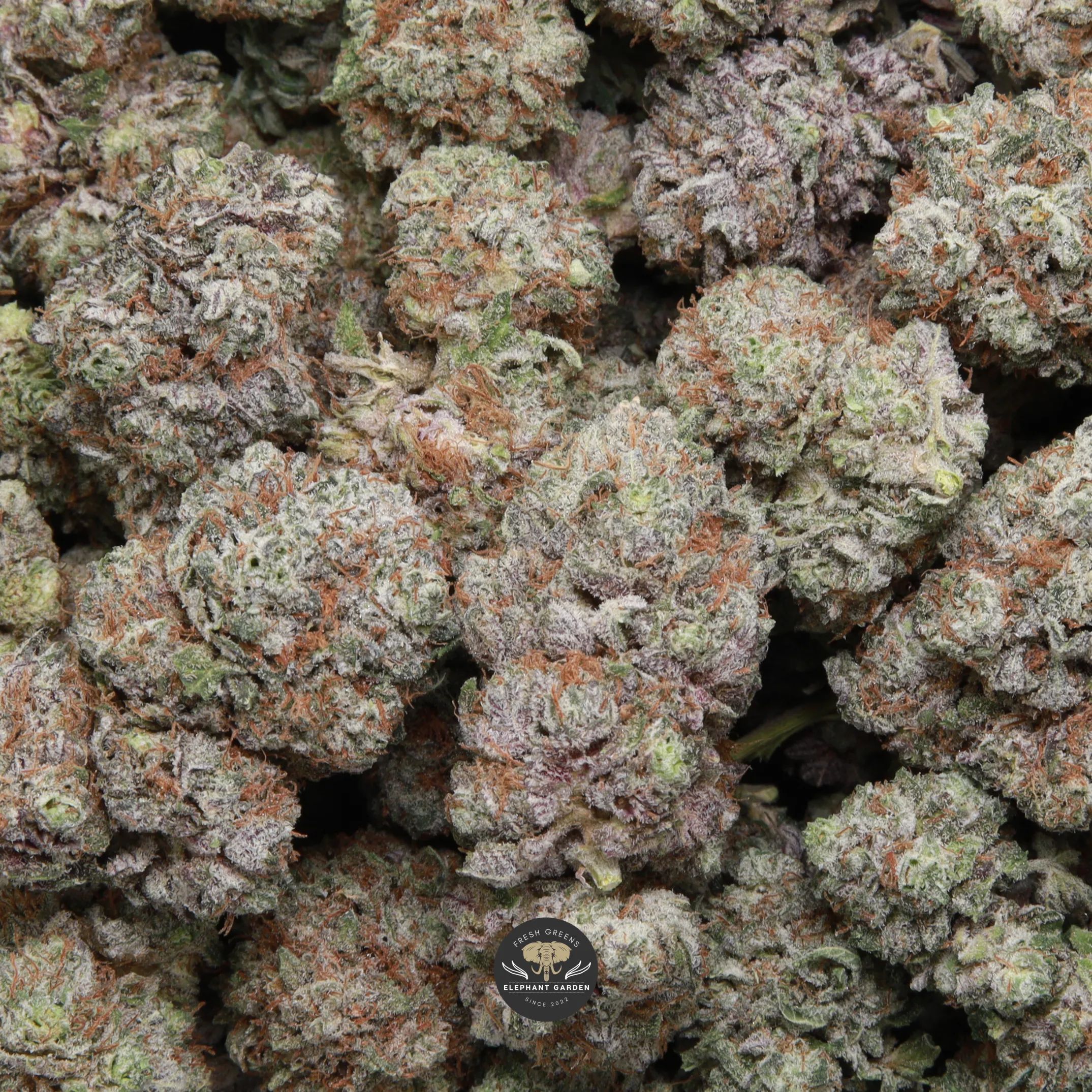 Cherry Gorilla (sweet cherry) AAA+ hybrid flower — multiple bud gallery image