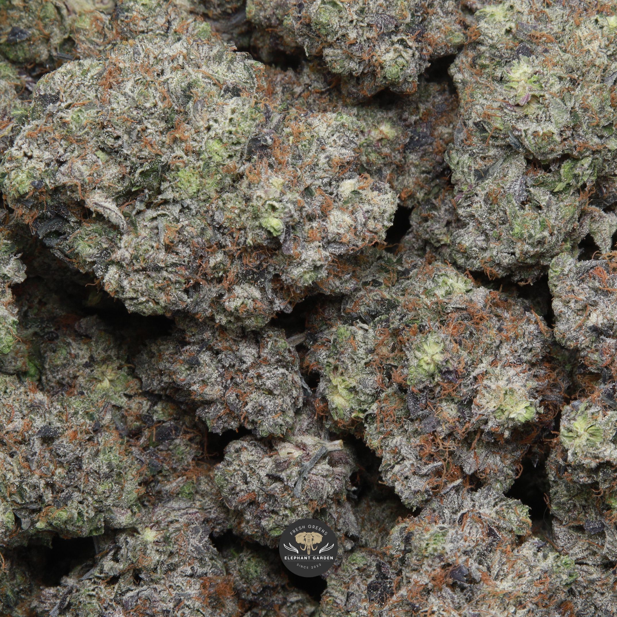 Coastal Pink AAAA - Image 2
