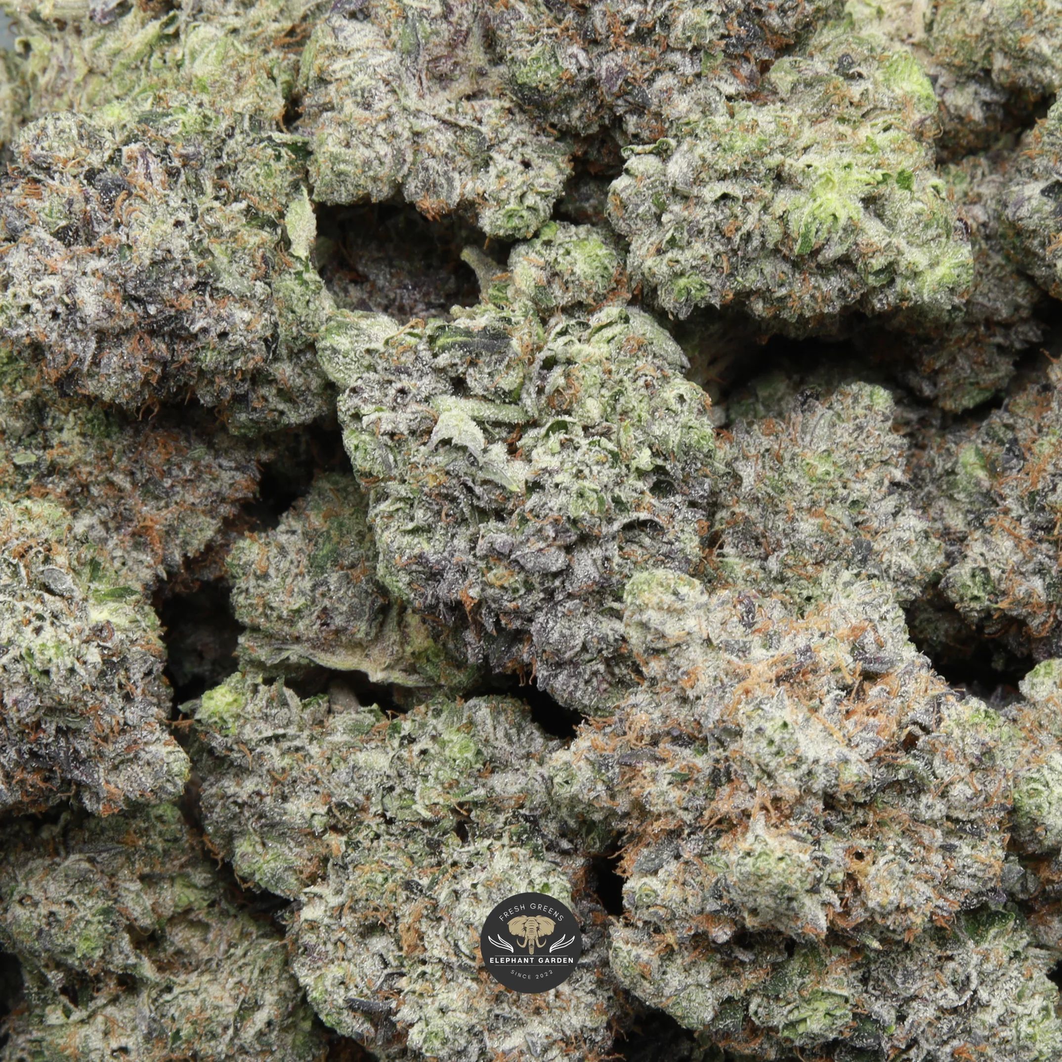 Doughboy Pink (gas) AAAA indica flower — multiple bud gallery image
