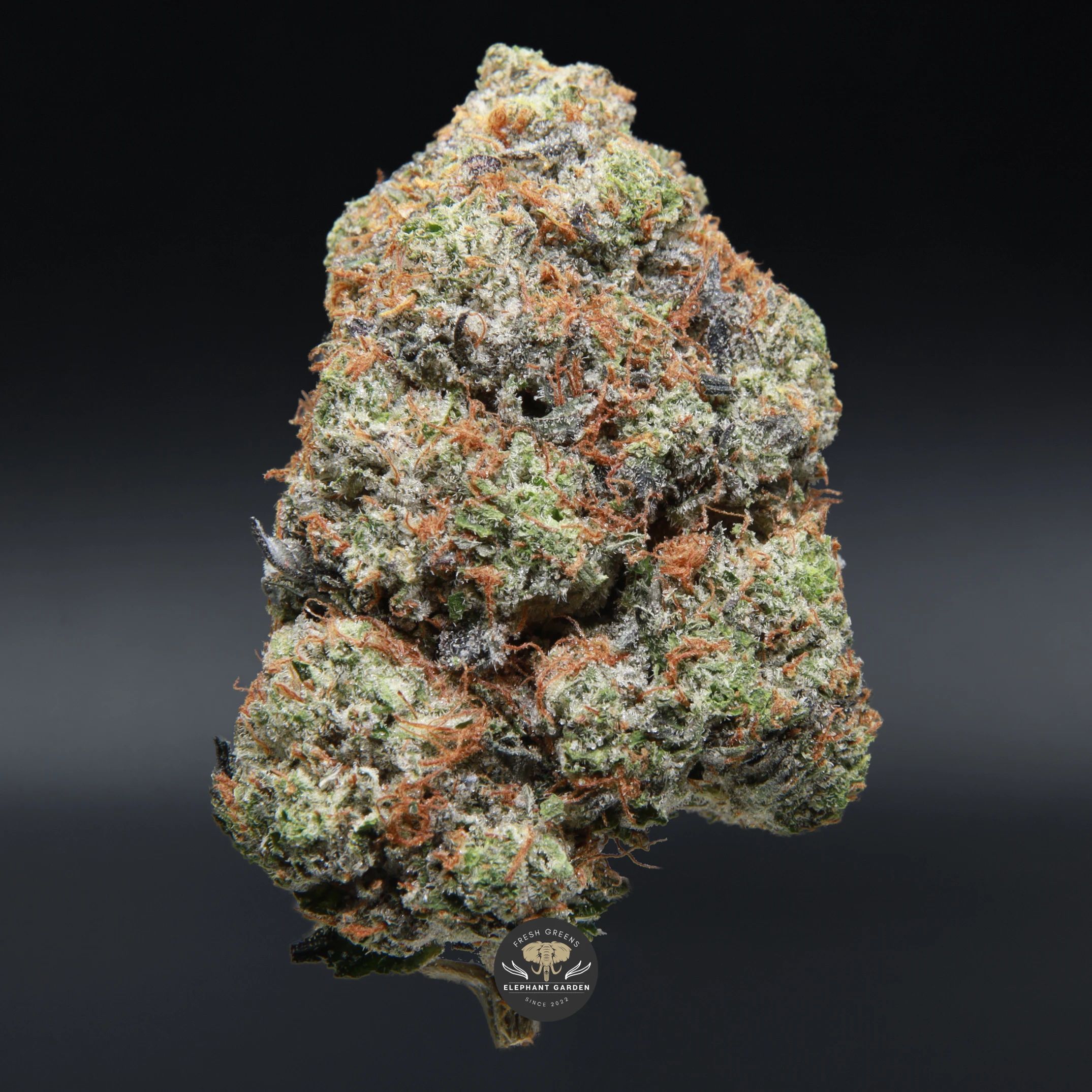 Pink Comatose indica flower — close-up product photo