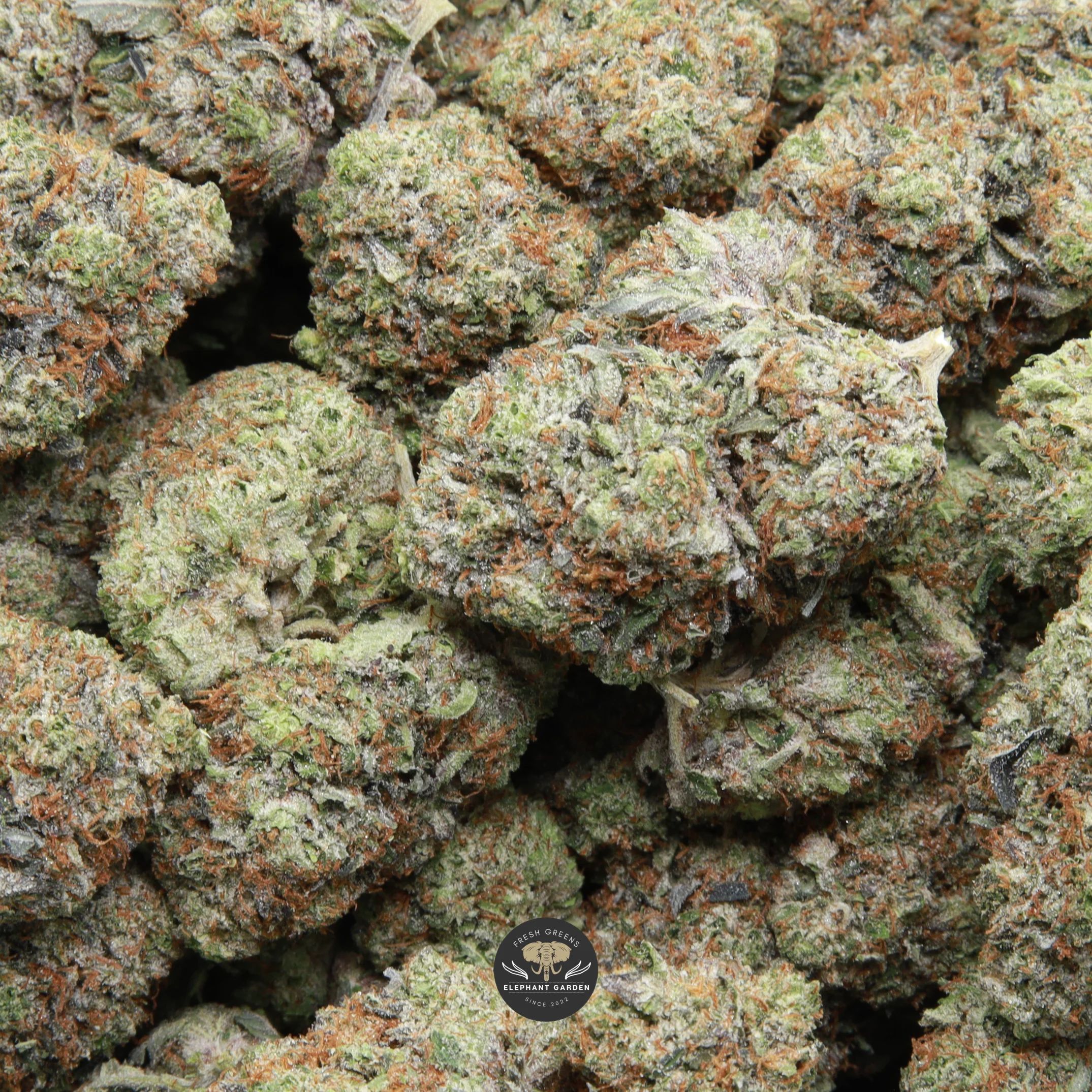 Pink Comatose indica flower — gallery image 1