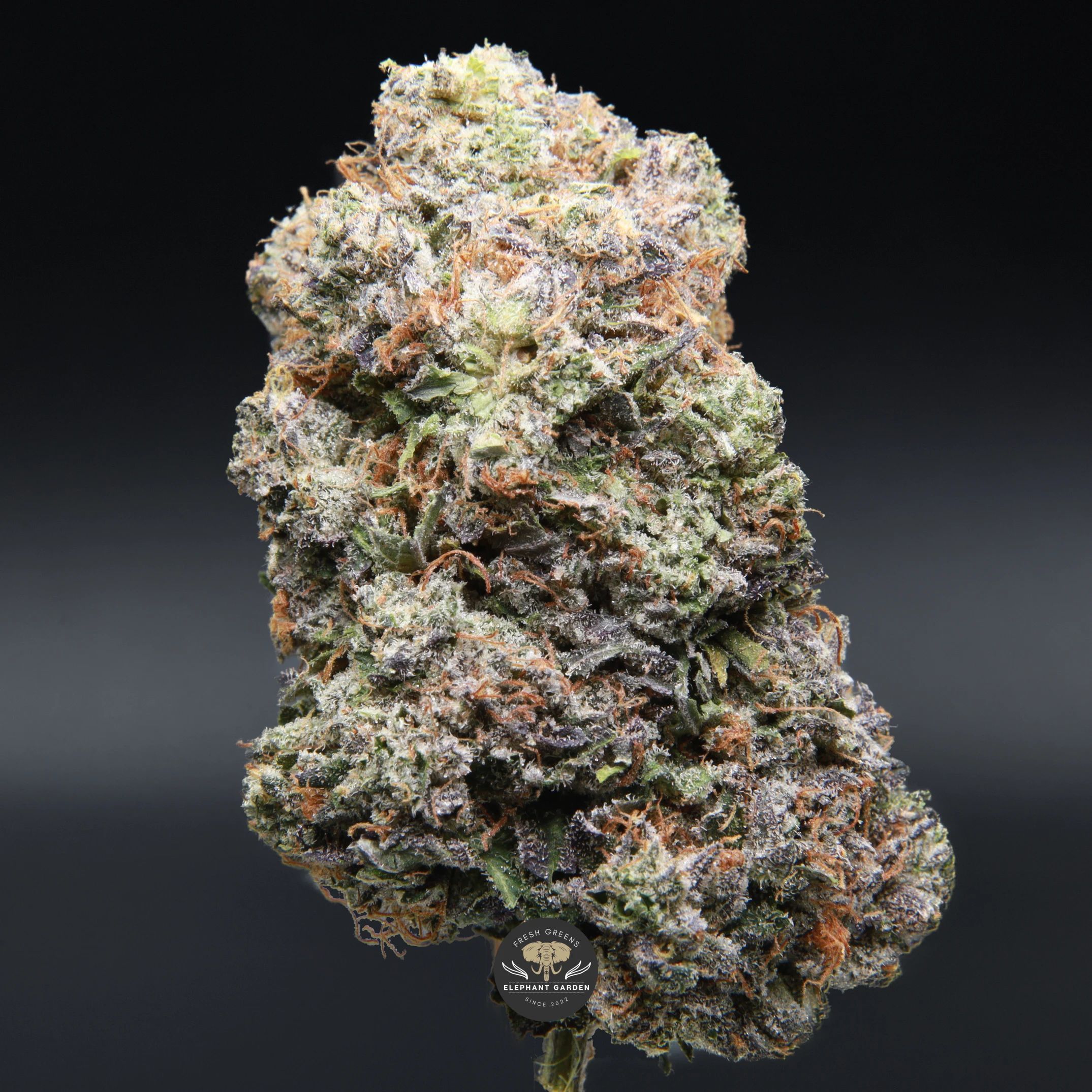 Pink Death Star (gas) AAAA indica flower — close-up product photo