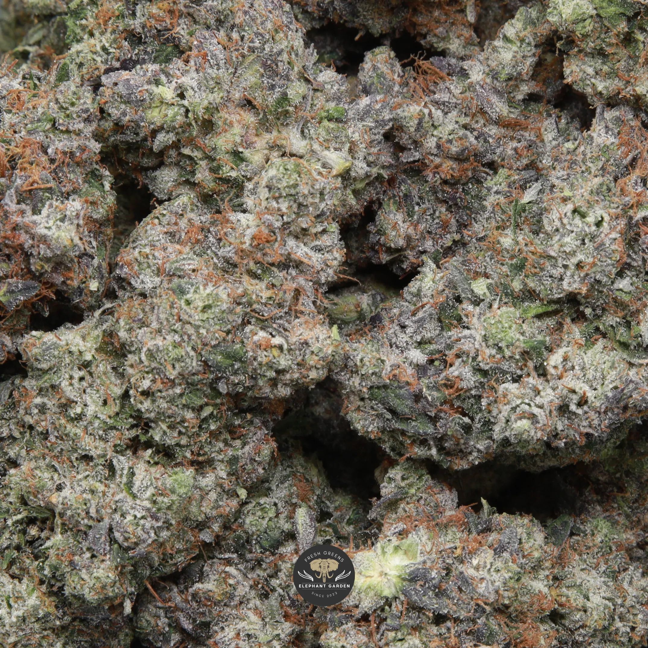 Pink Death Star (gas) AAAA indica flower — multiple bud gallery image