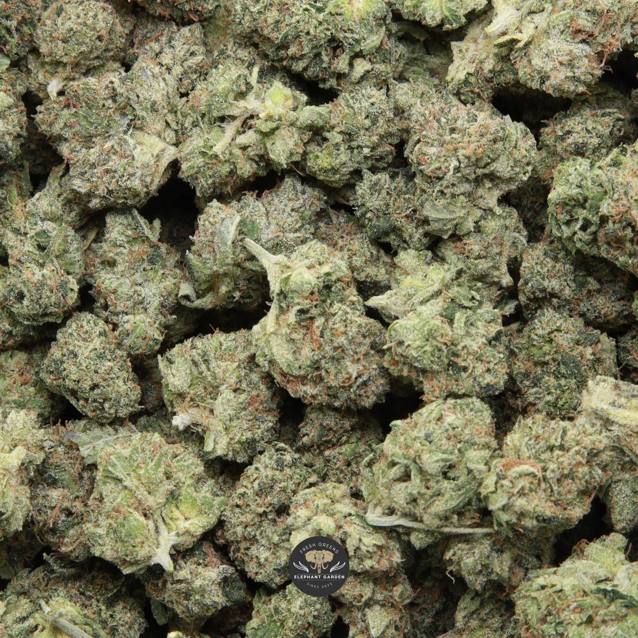 Pink Fuego Smalls indica flower smalls — close-up product photo
