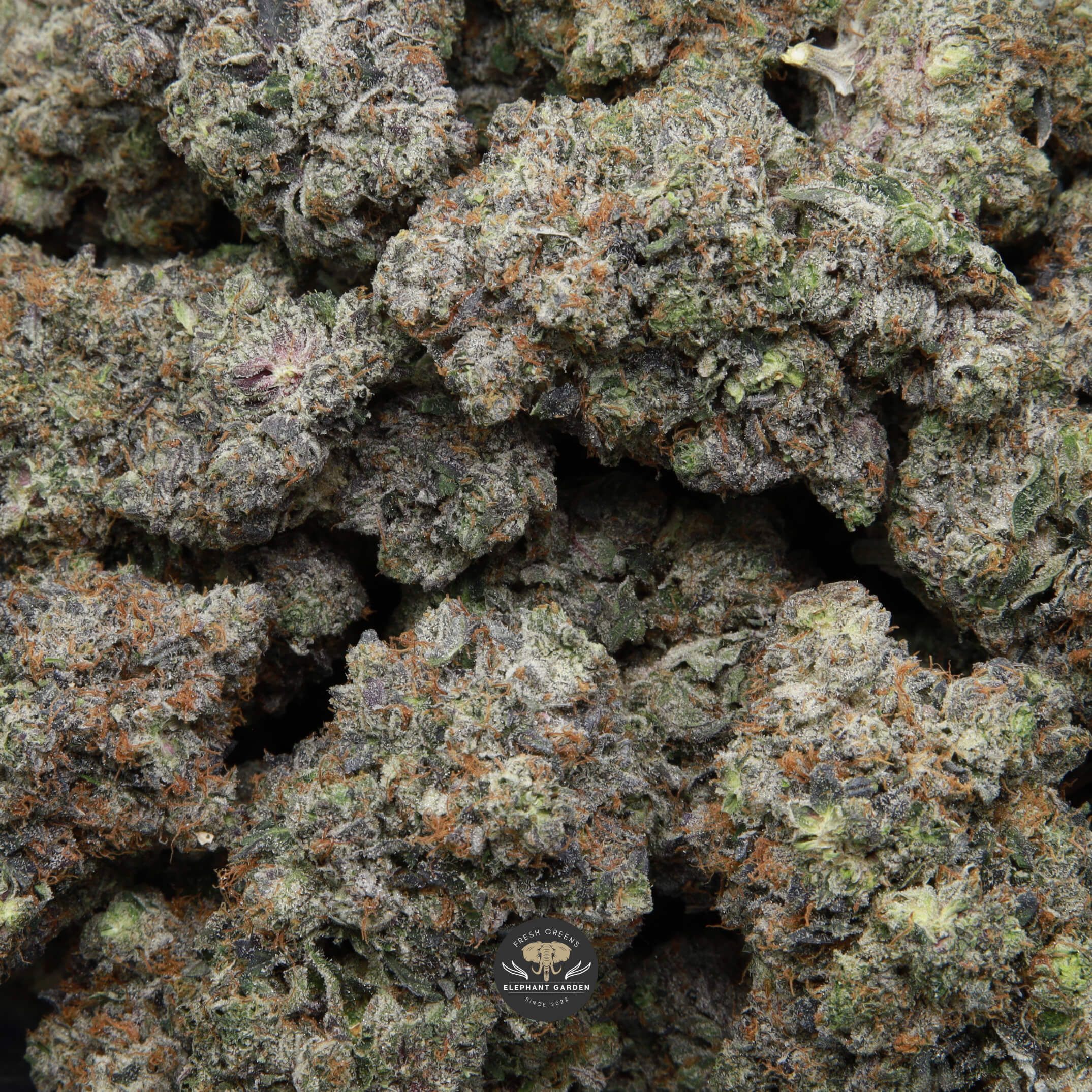 Supreme Death Bubba Gas Multiple buds elephant garden may 2026