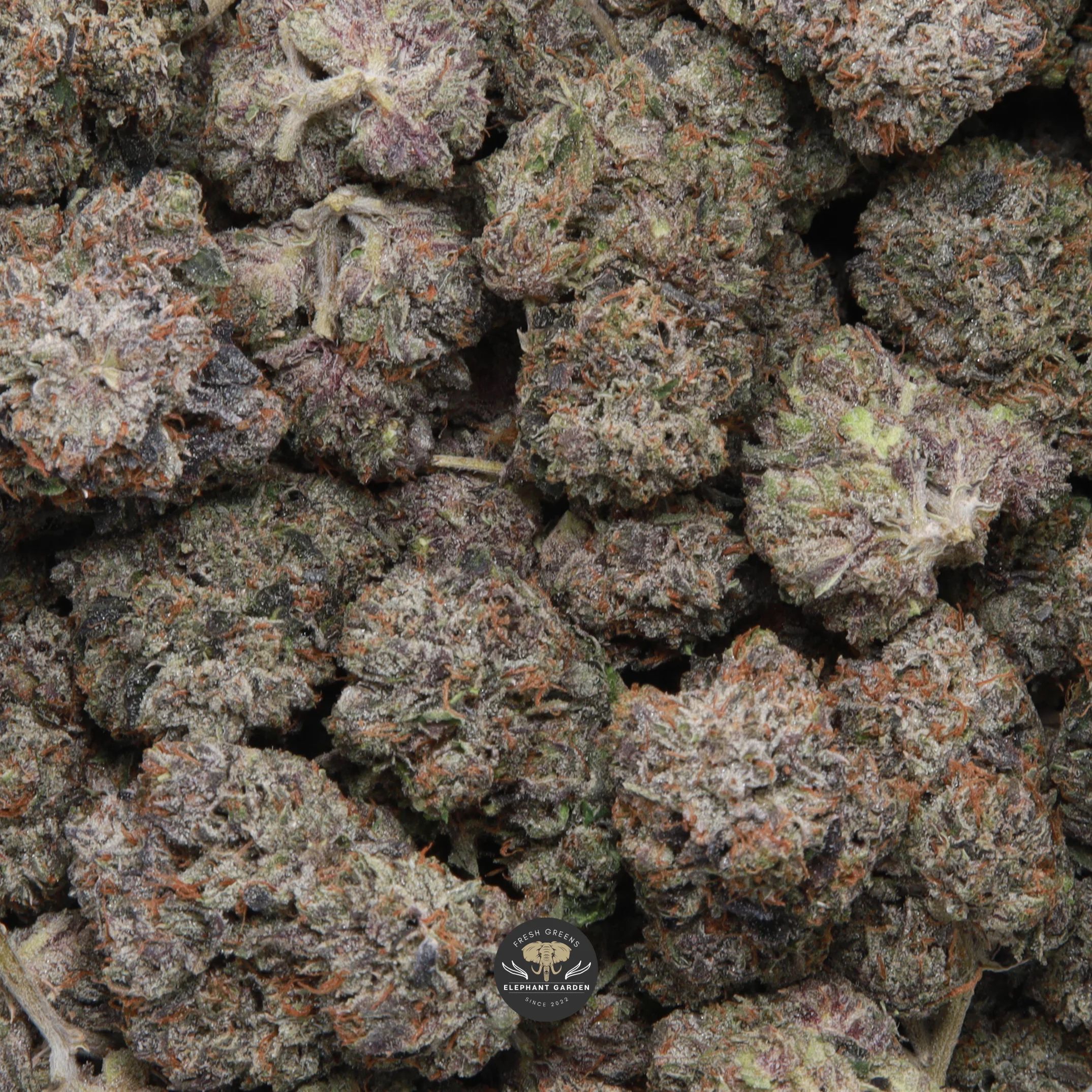 White Death indica flower — dense frosted buds with orange pistils, gassy AAAA- batch