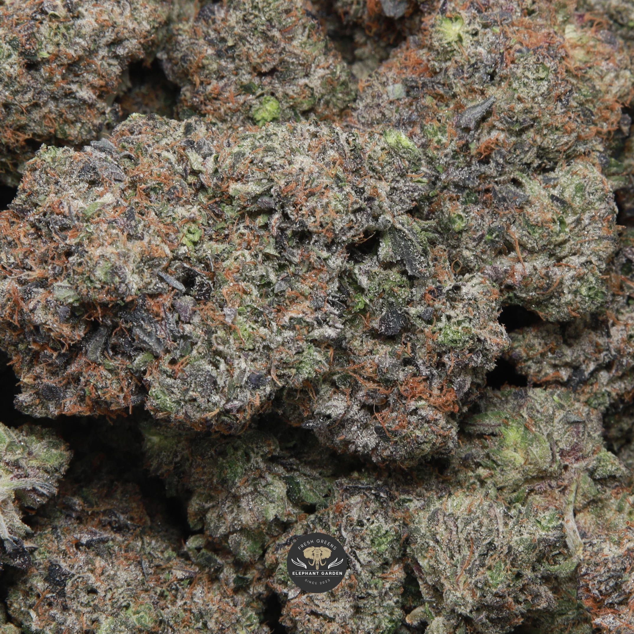 Astro Pink indica flower — gallery image 1