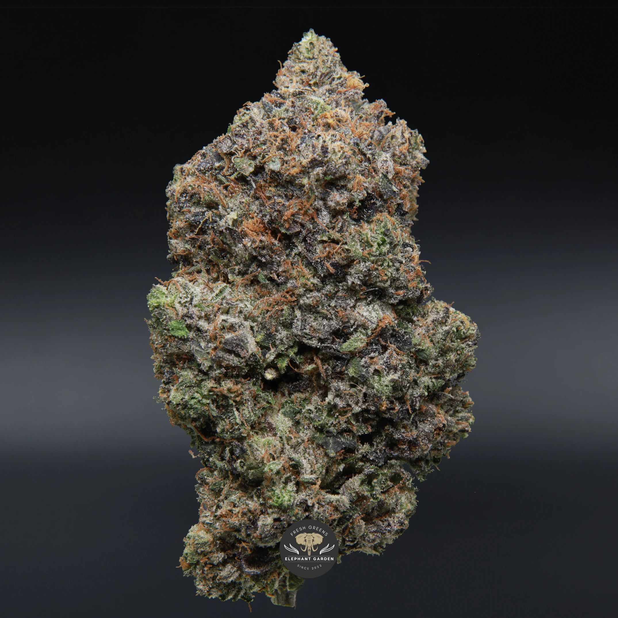 Astro Pink indica flower — close-up product photo