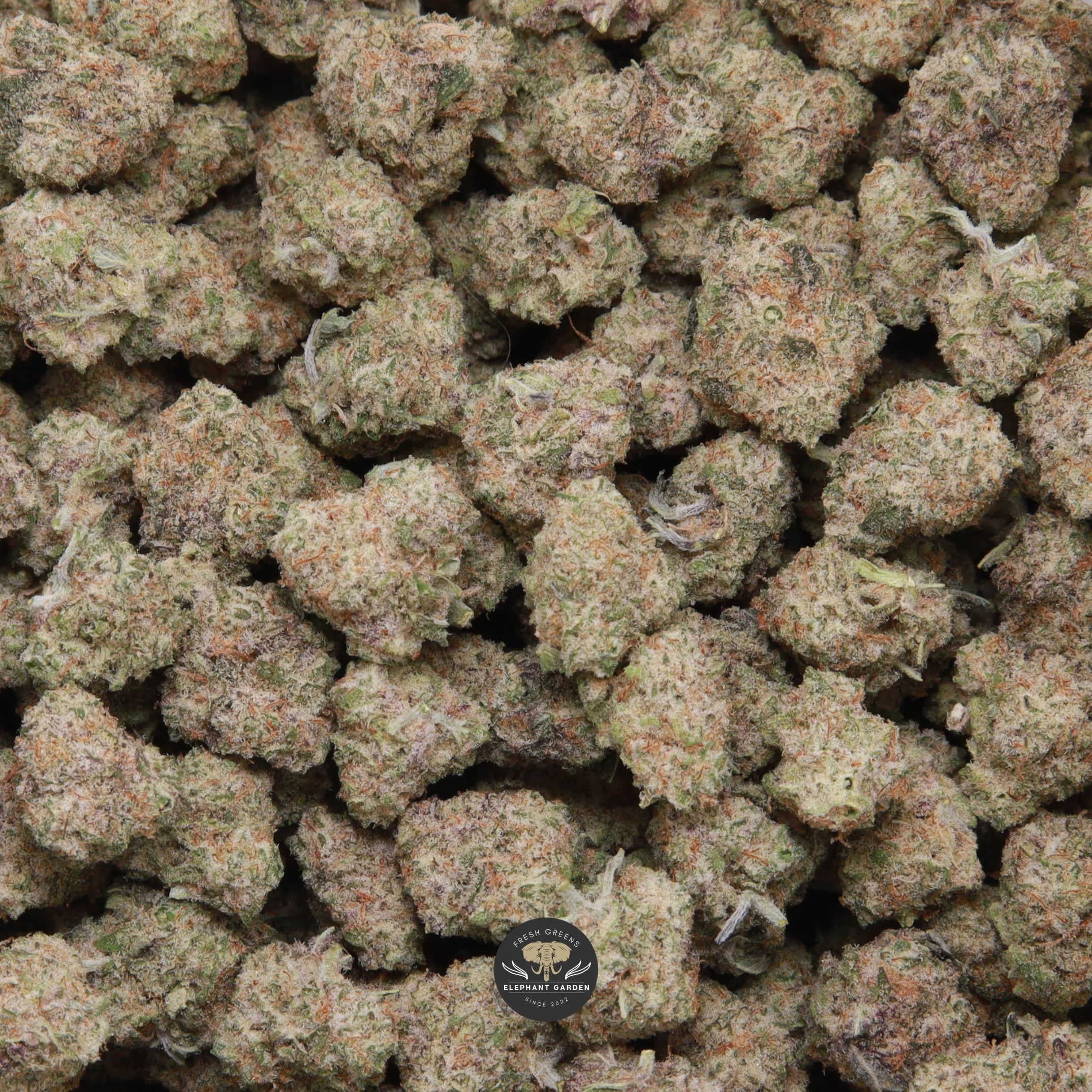 Bio Diesel Popcorn hybrid popcorn buds — close-up product photo