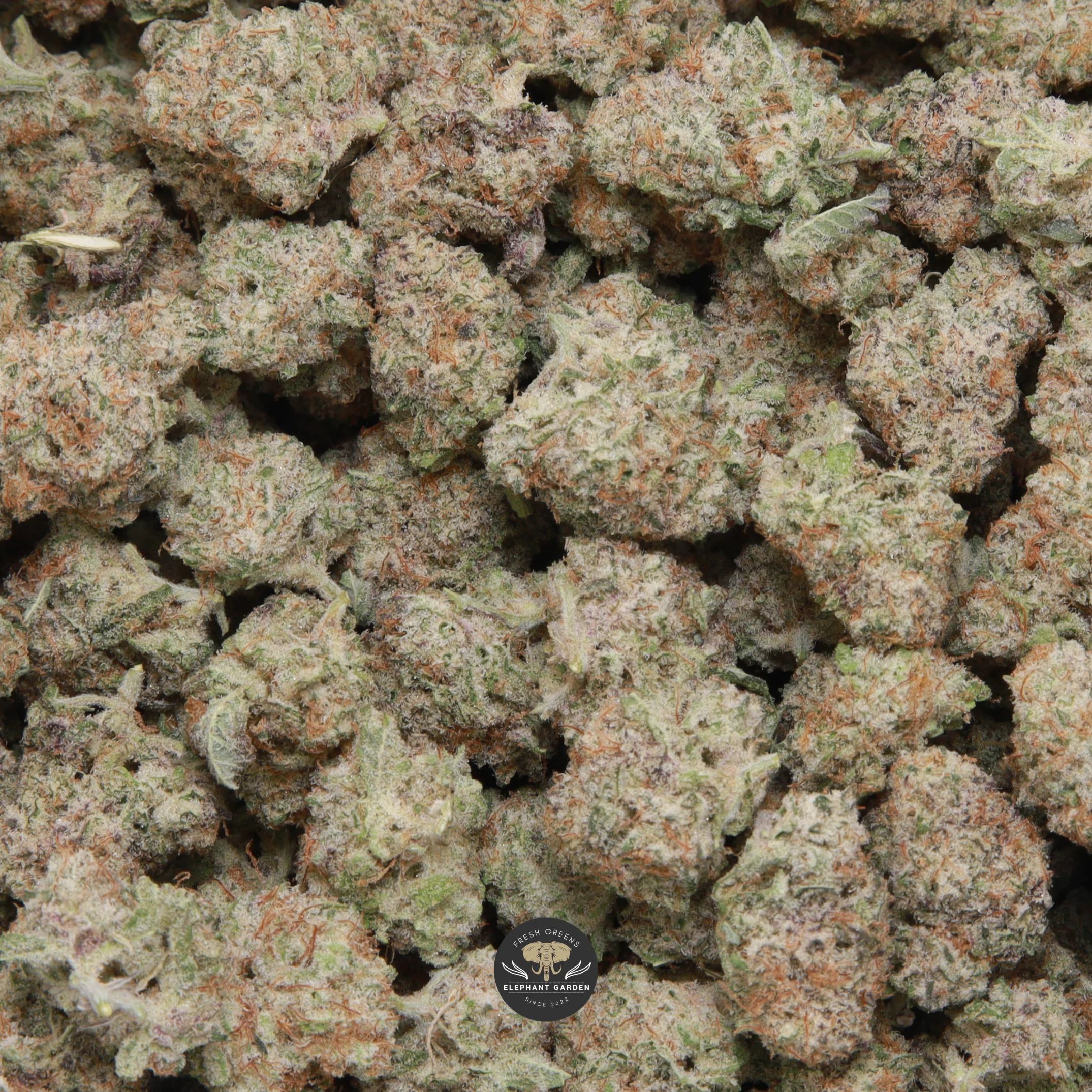 Blueberry Muffin Popcorn hybrid popcorn buds — close-up product photo