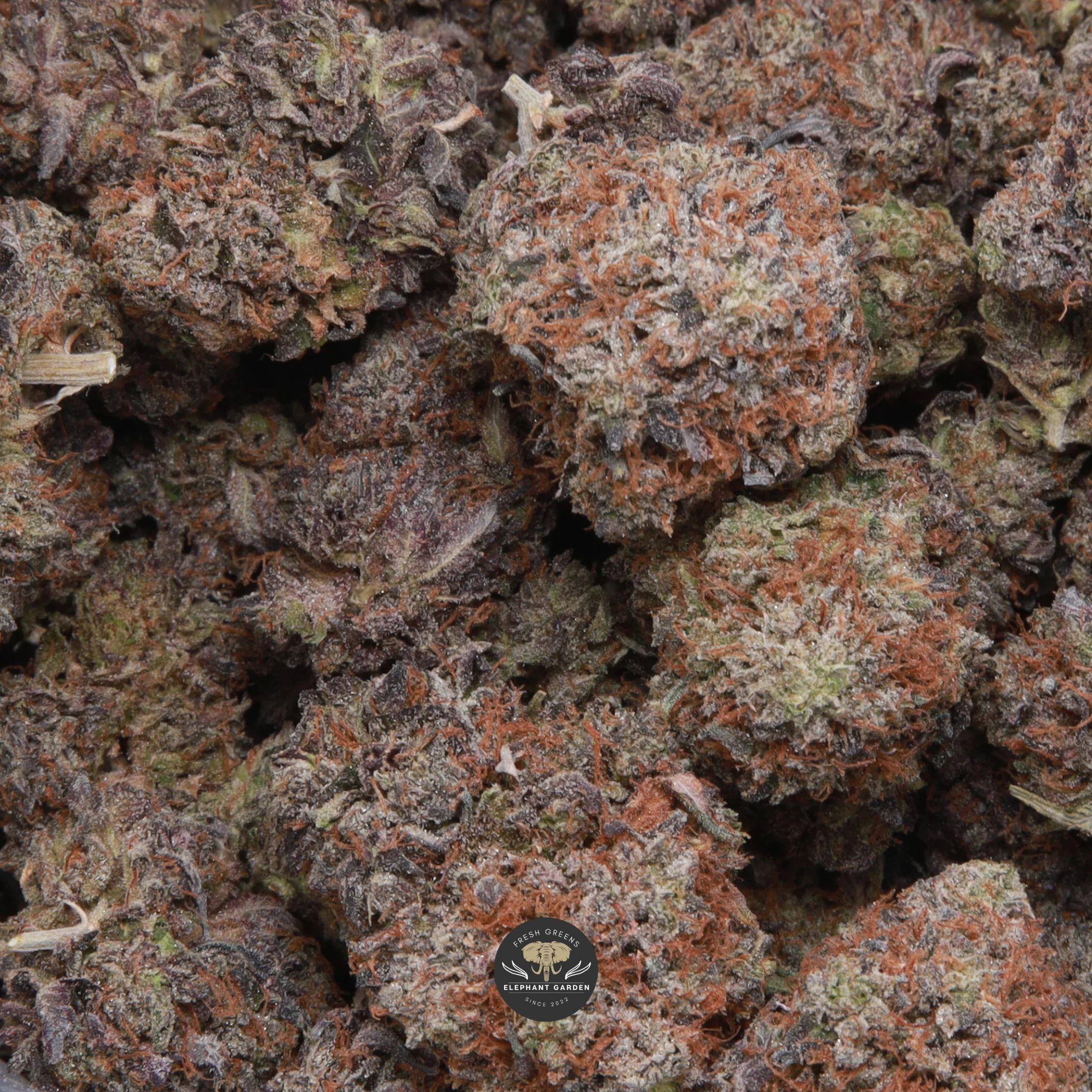Death Tuna indica flower — gallery image 1