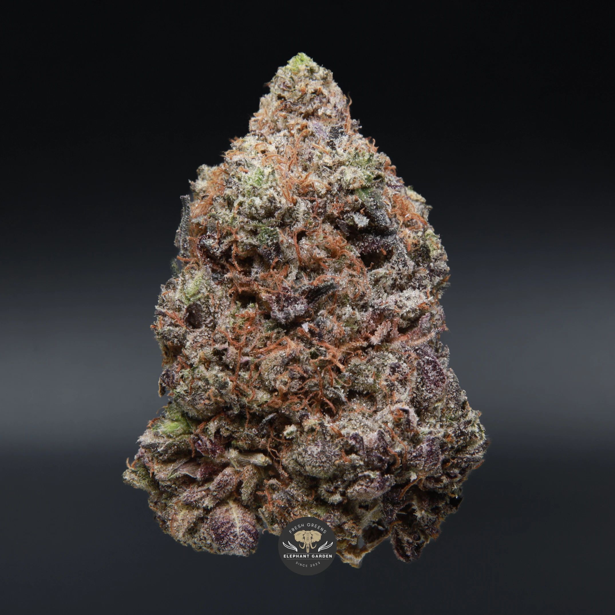 Death Tuna indica flower — close-up product photo