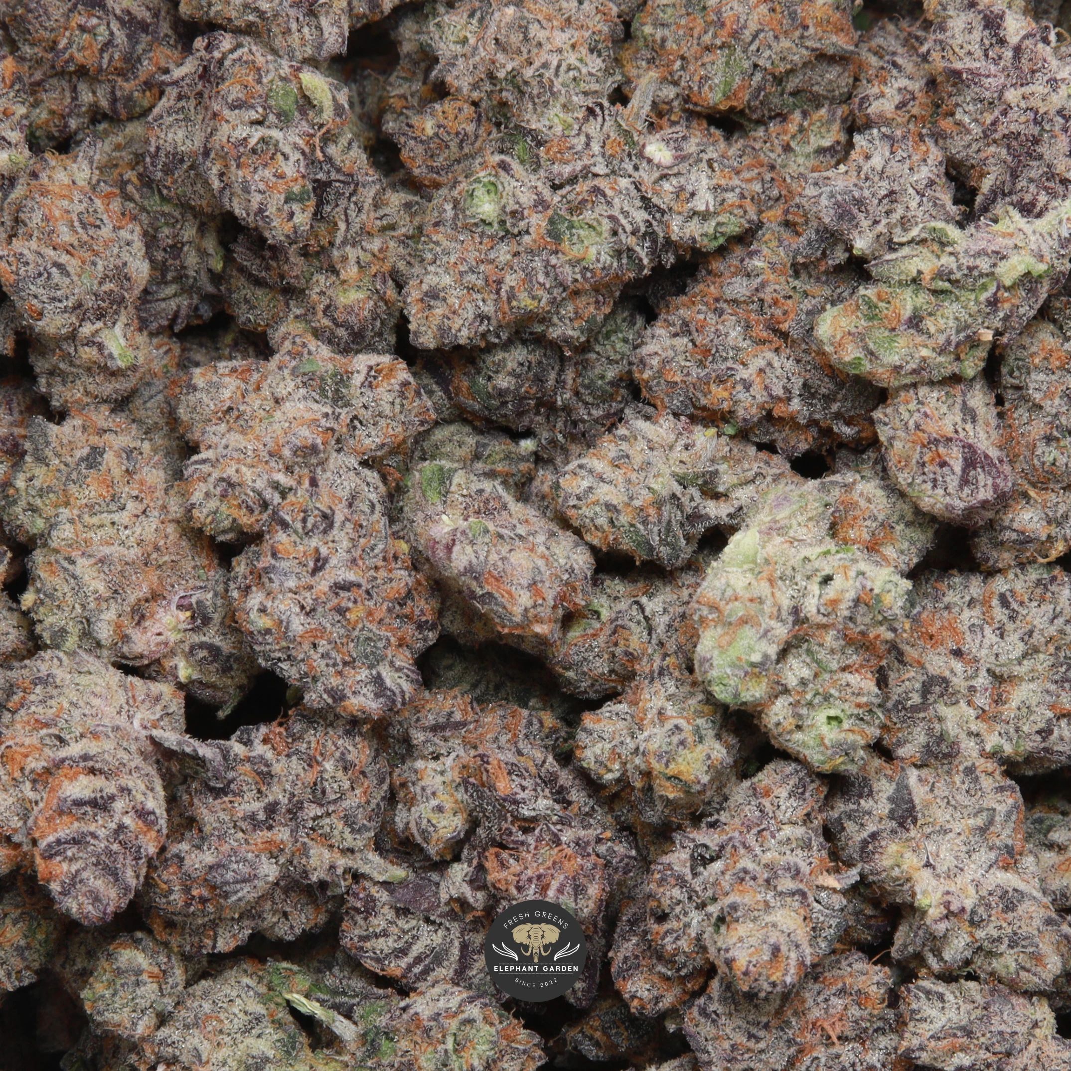 Frozen Grapes hybrid flower smalls — close-up product photo