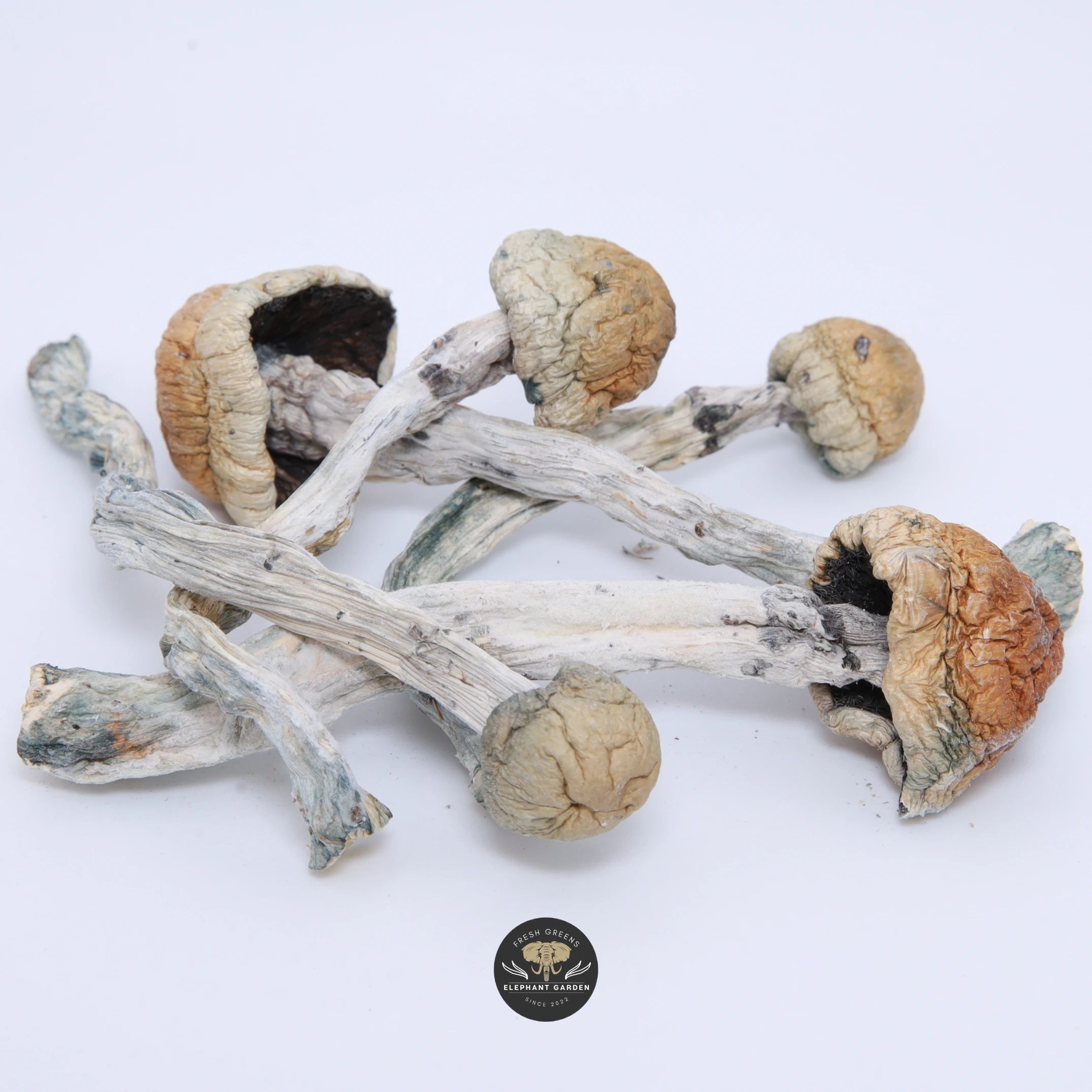 Golden Transkei magic mushrooms (Psilocybe cubensis) — golden-capped dried mushrooms