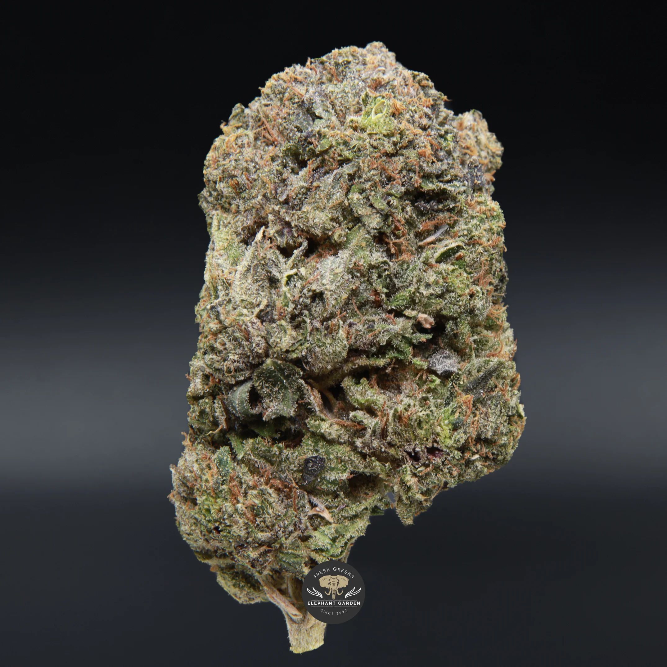 Kings Kush indica flower — close-up bud, dense and frosty