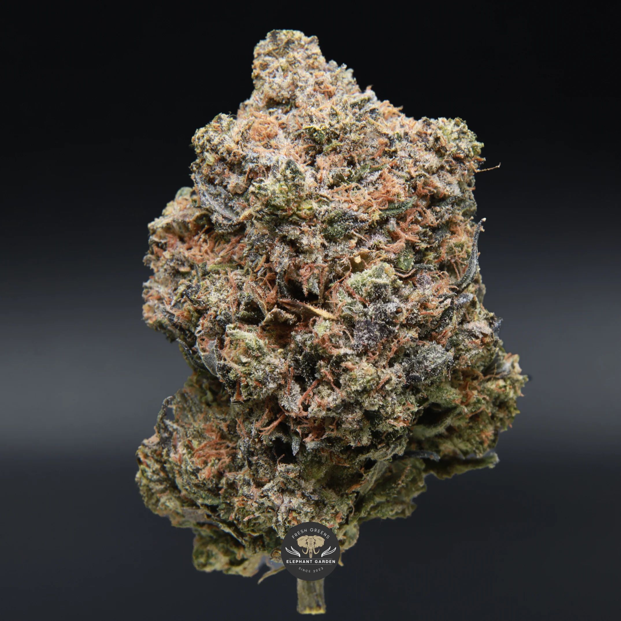 Master Tuna indica flower — single frosty bud, amber-flecked