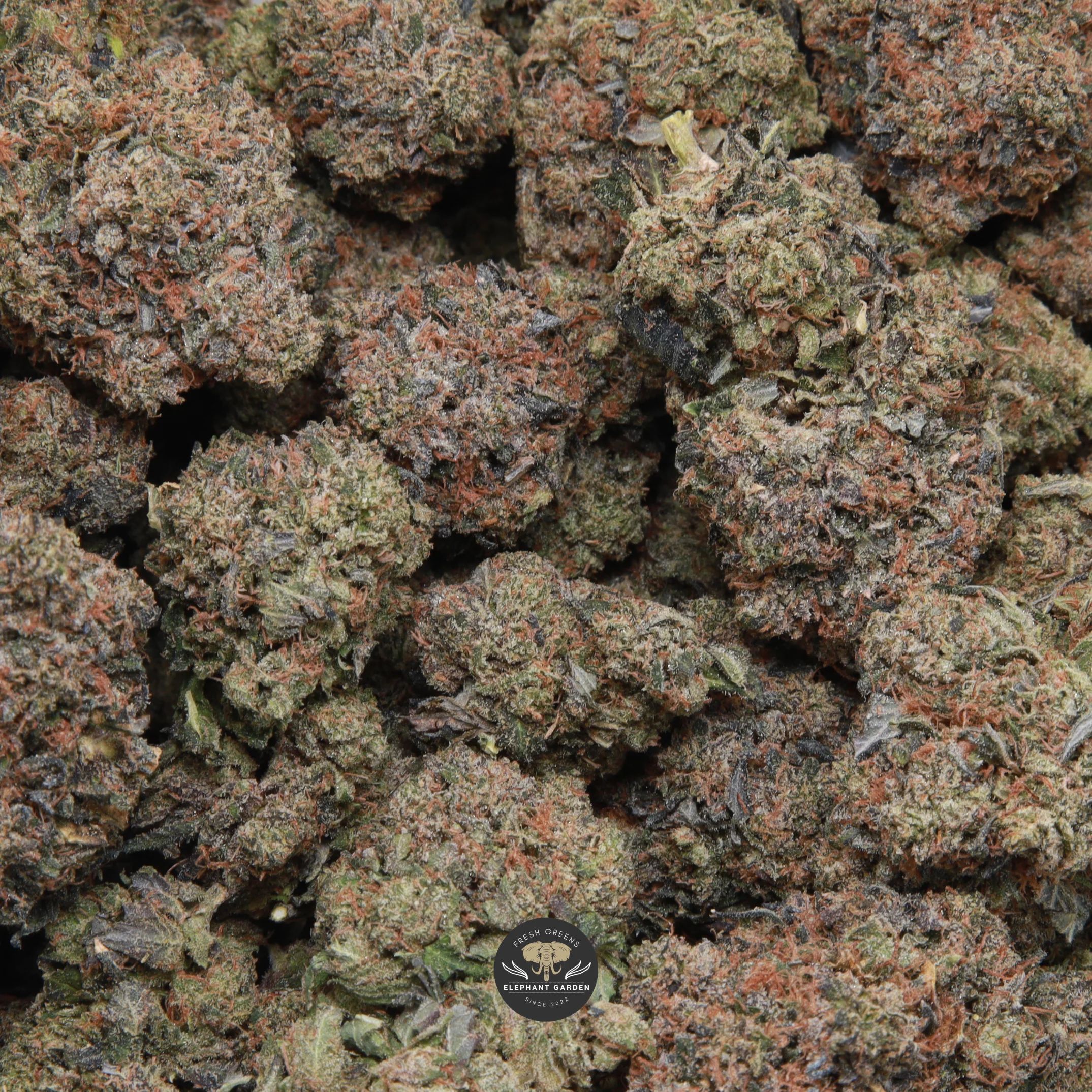 Master Tuna indica flower — buds with orange hairs