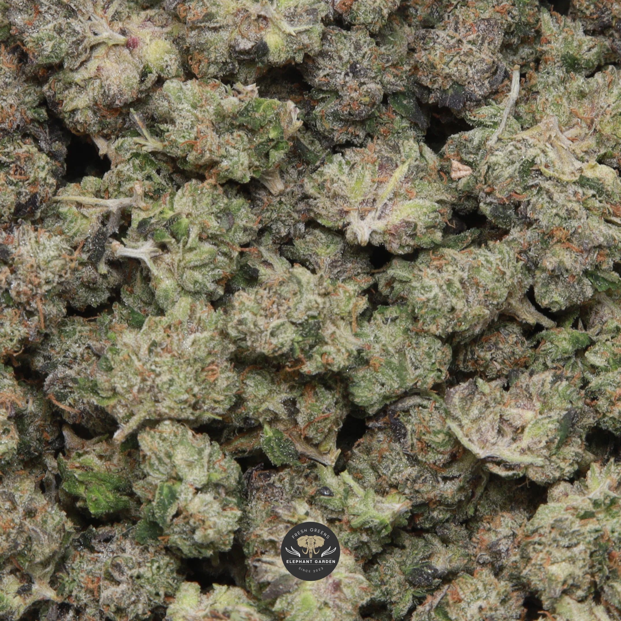 Pink Gas Popcorn indica popcorn buds — close-up product photo