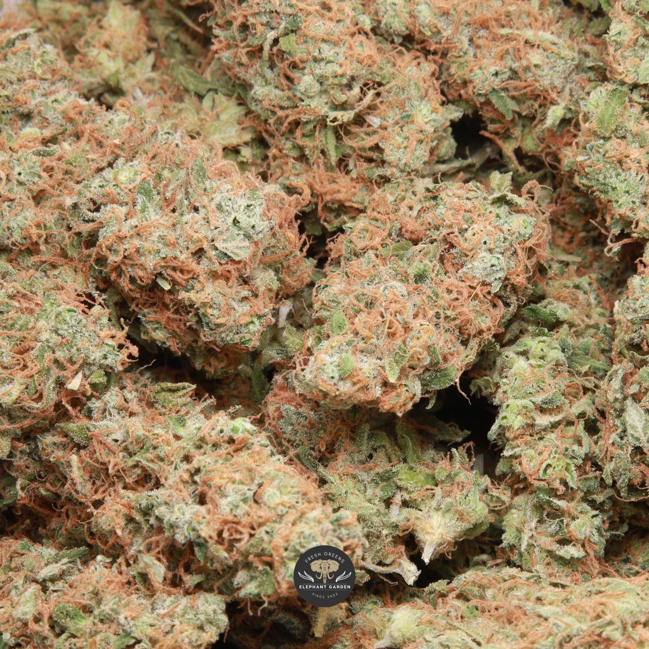 Red Congolese sativa flower dense buds, gallery image