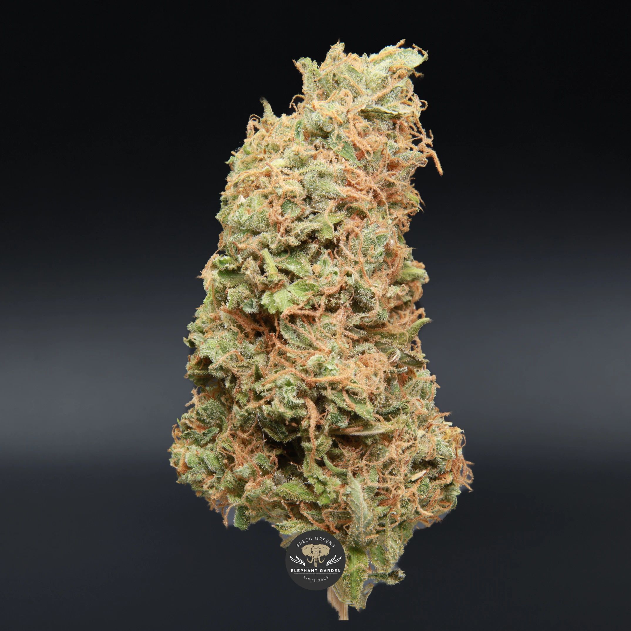 Red Congolese sativa flower close-up product photo