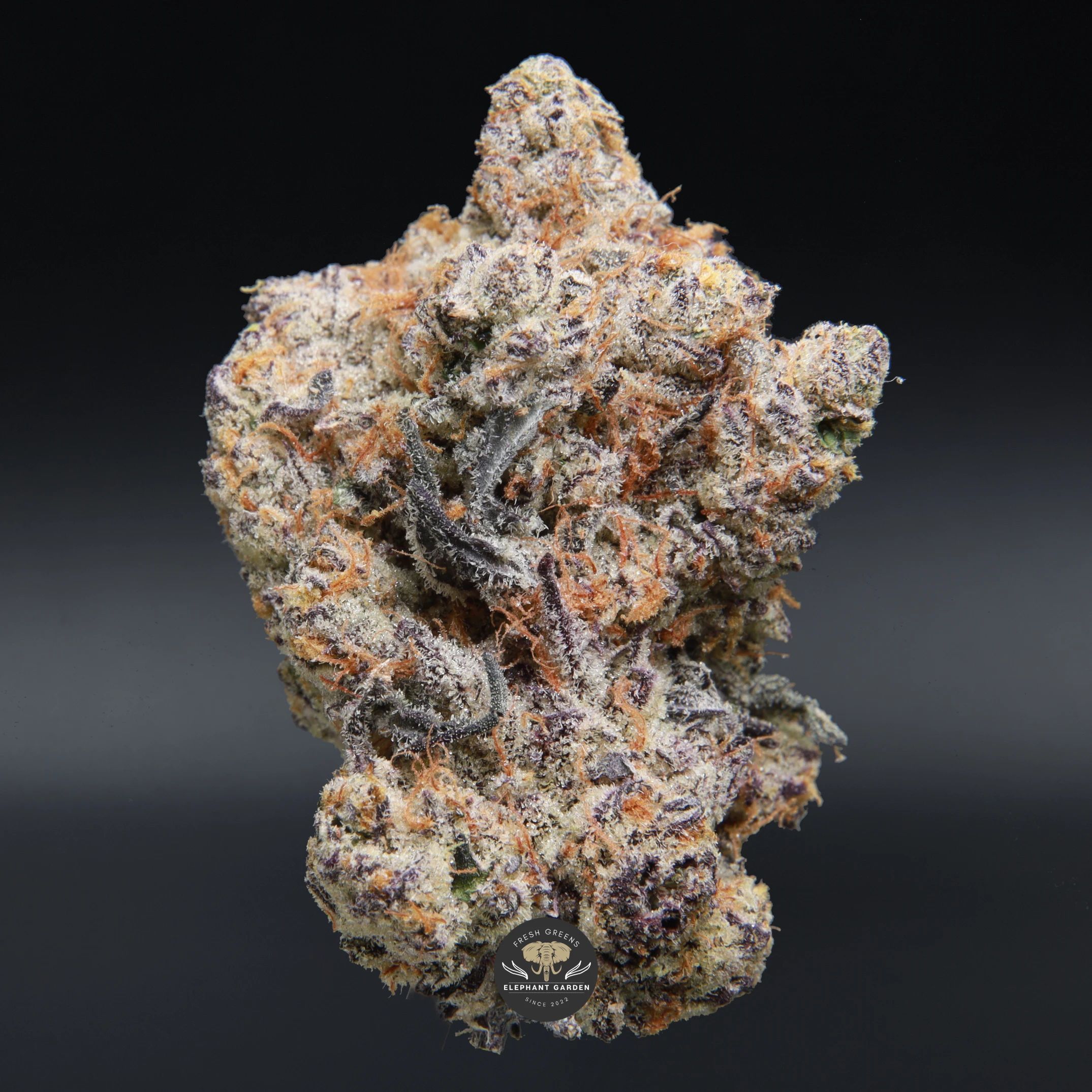 Alaskan Thunder Grape hybrid flower, product photo