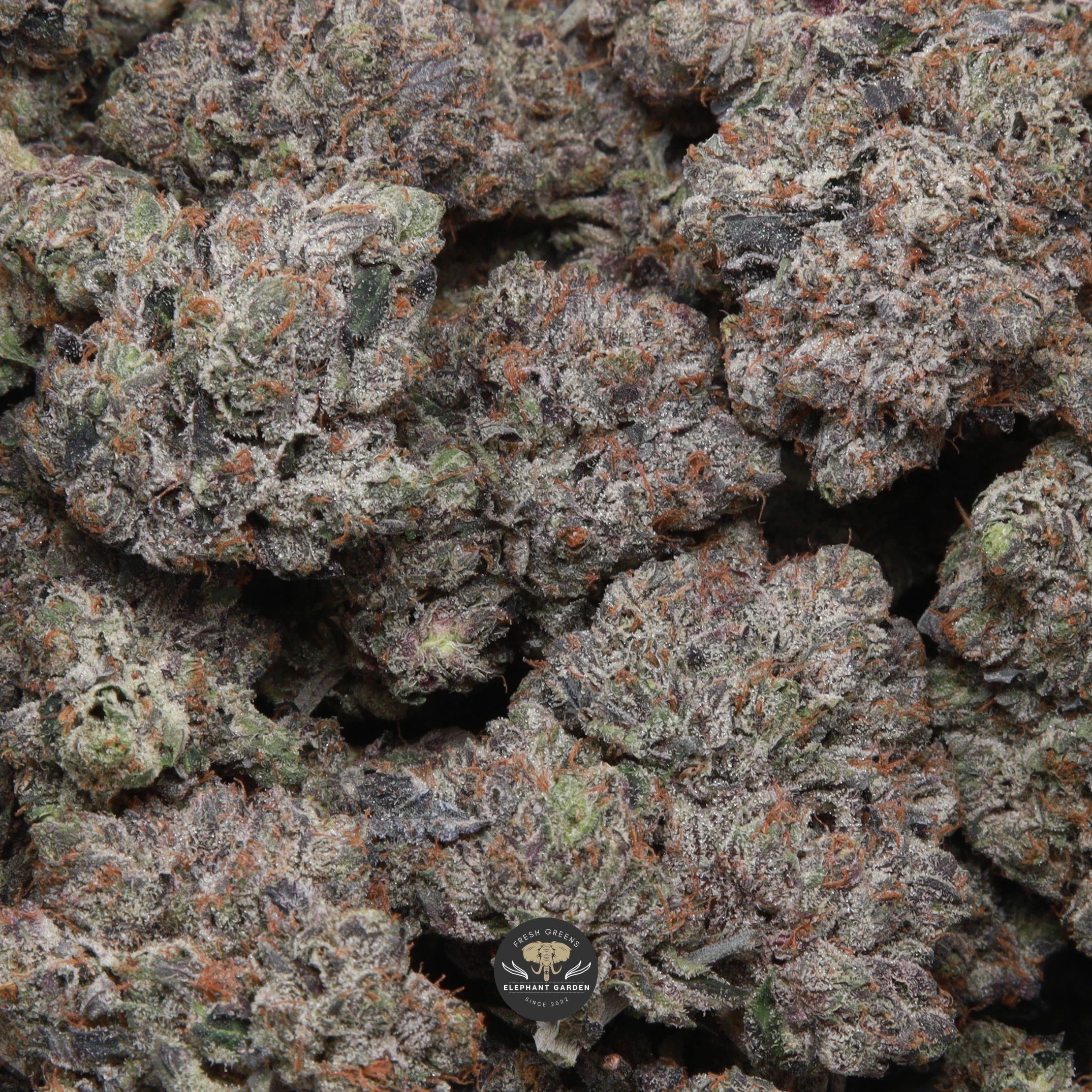 Dank Schrader indica flower, close-up of the frosty buds