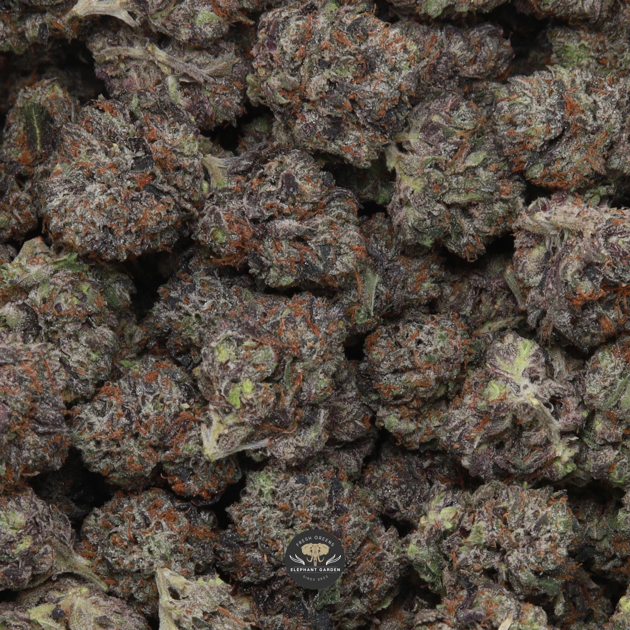 Death Gas Smalls indica flower — close-up of frosty diesel-gas smalls