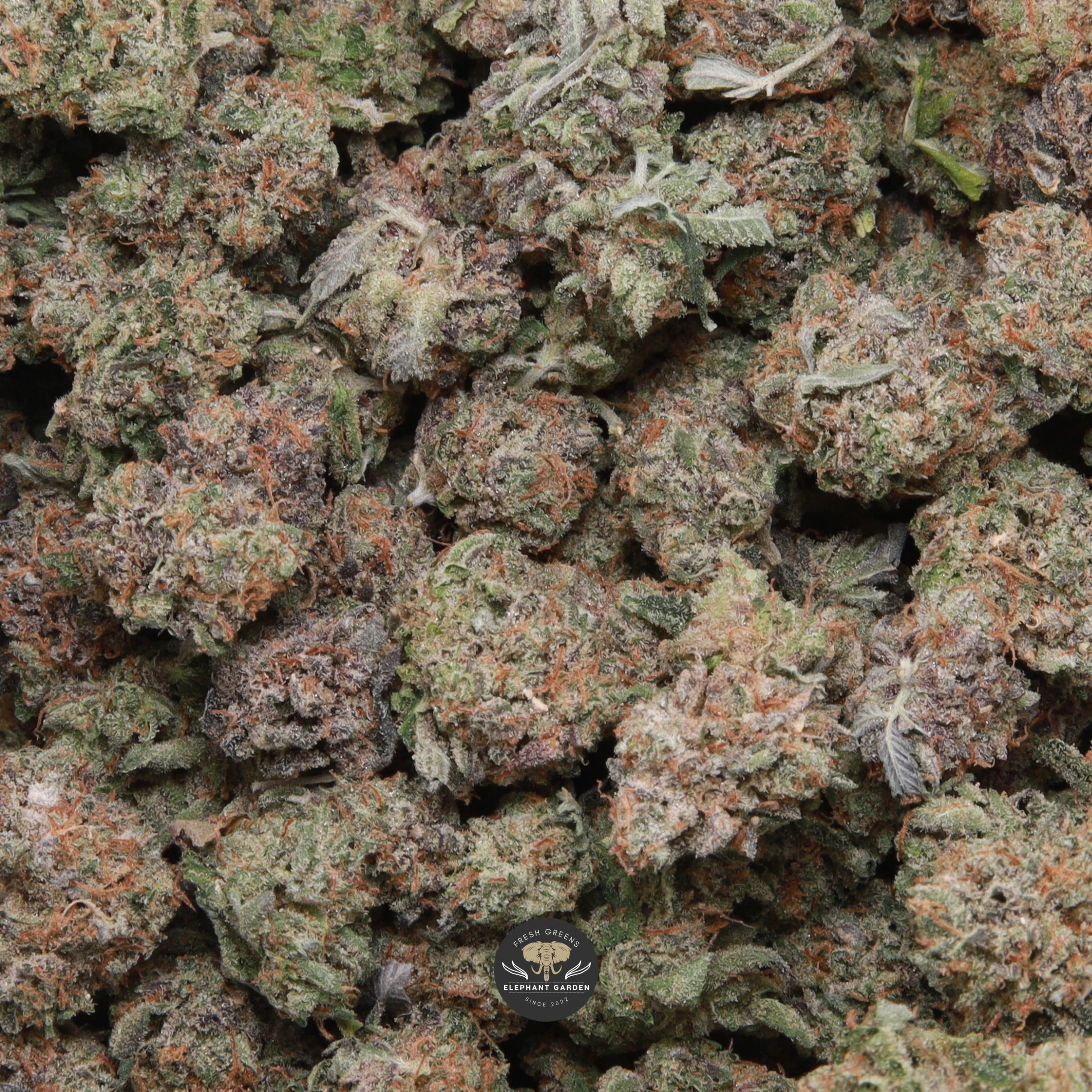 Death Tuna Smalls indica flower - gas-forward AAA+ smalls, close-up product photo