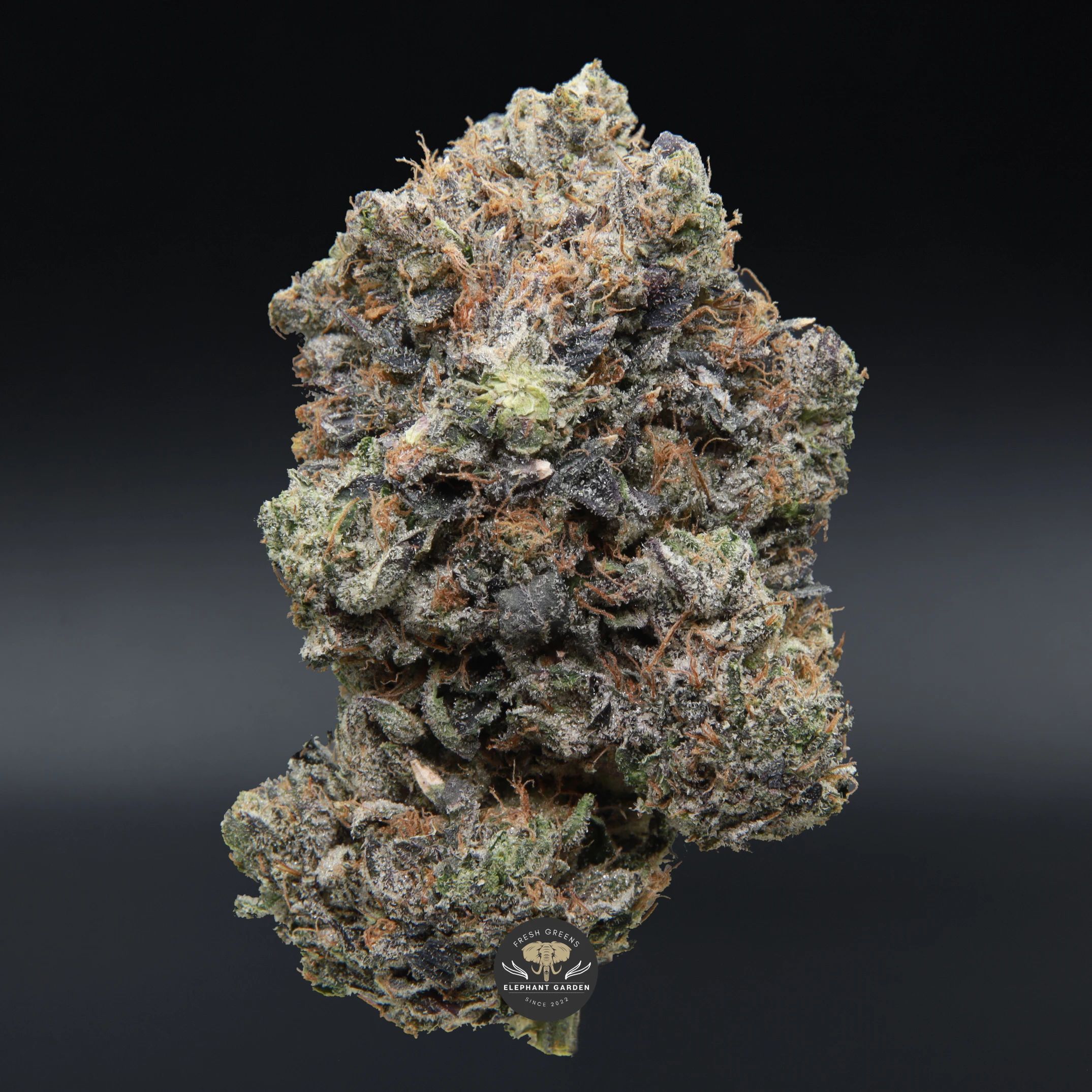 Diablo Death Bubba indica flower, close-up of a dark frosted gas bud