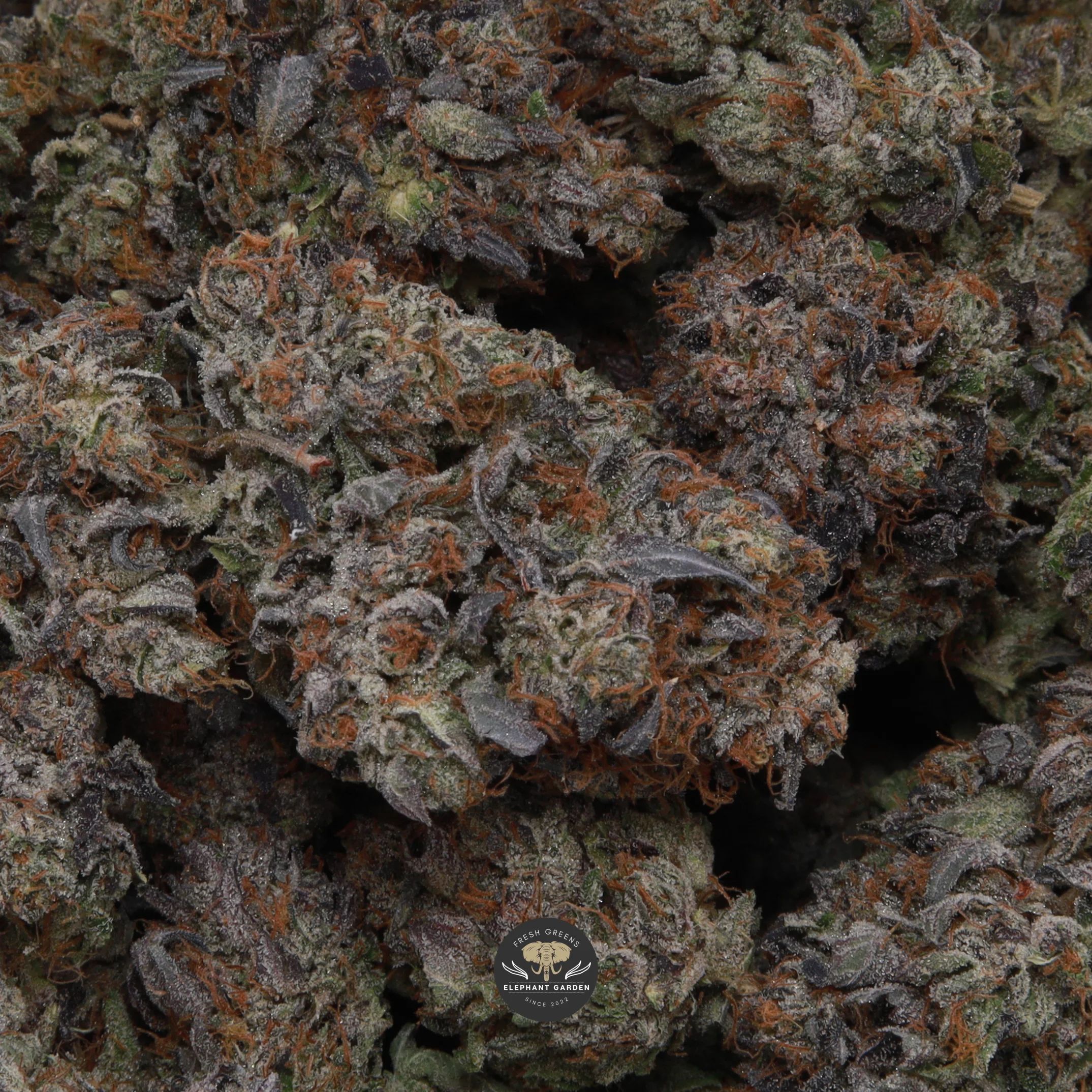 El Jefe AAA+ indica flower buds, macro shot