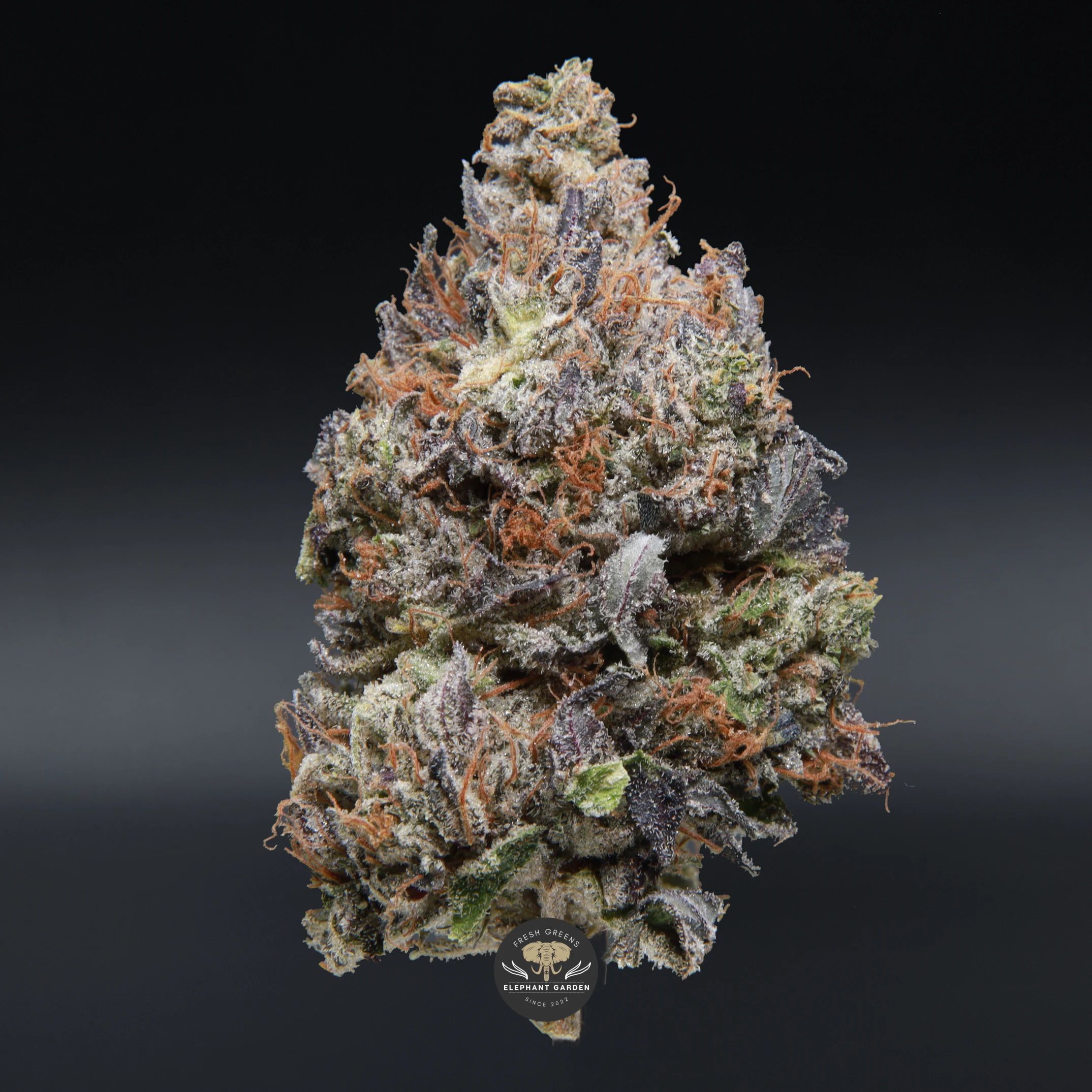 El Jefe AAA+ indica flower jar, close-up product photo