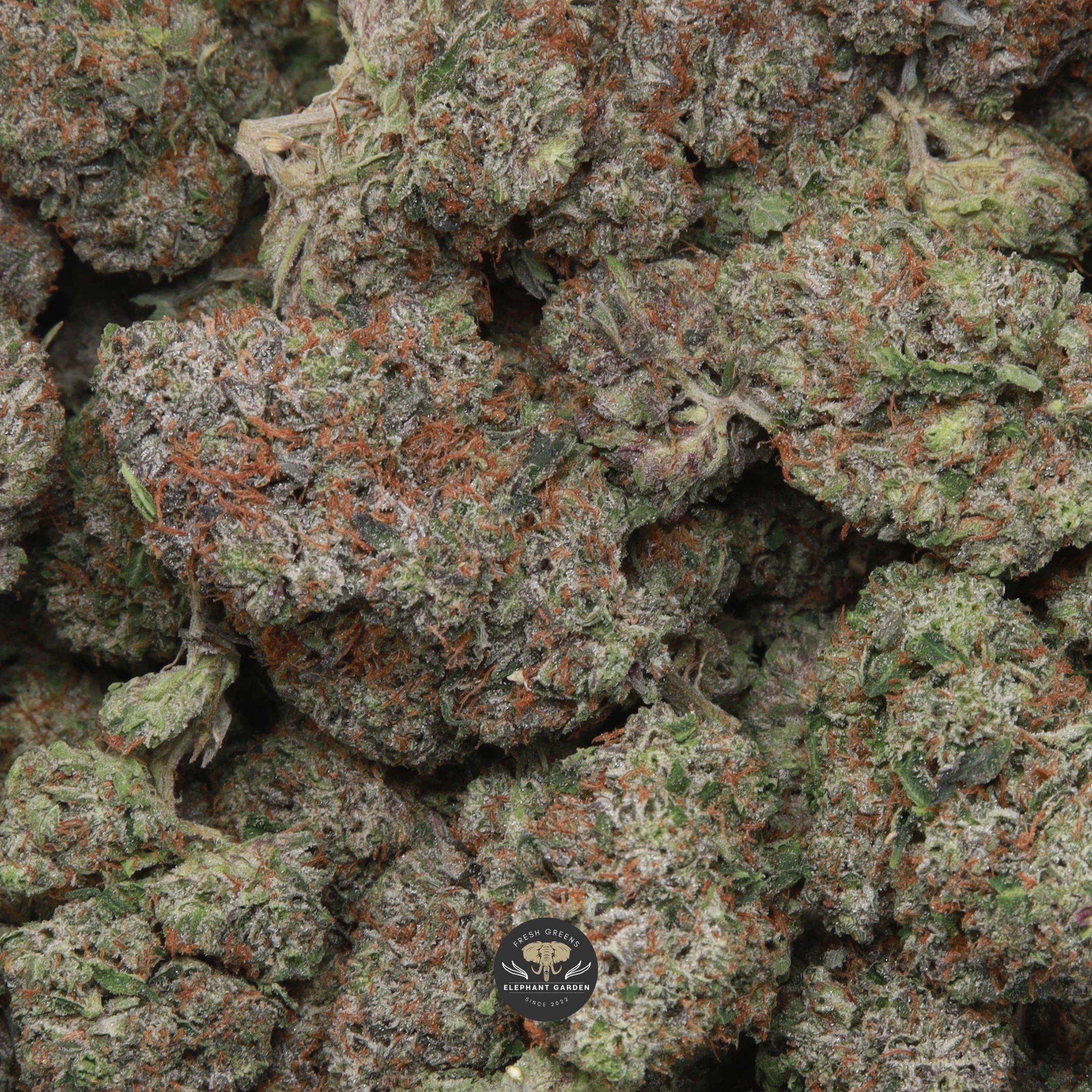 Greasy Pink indica flower, macro shot of buds