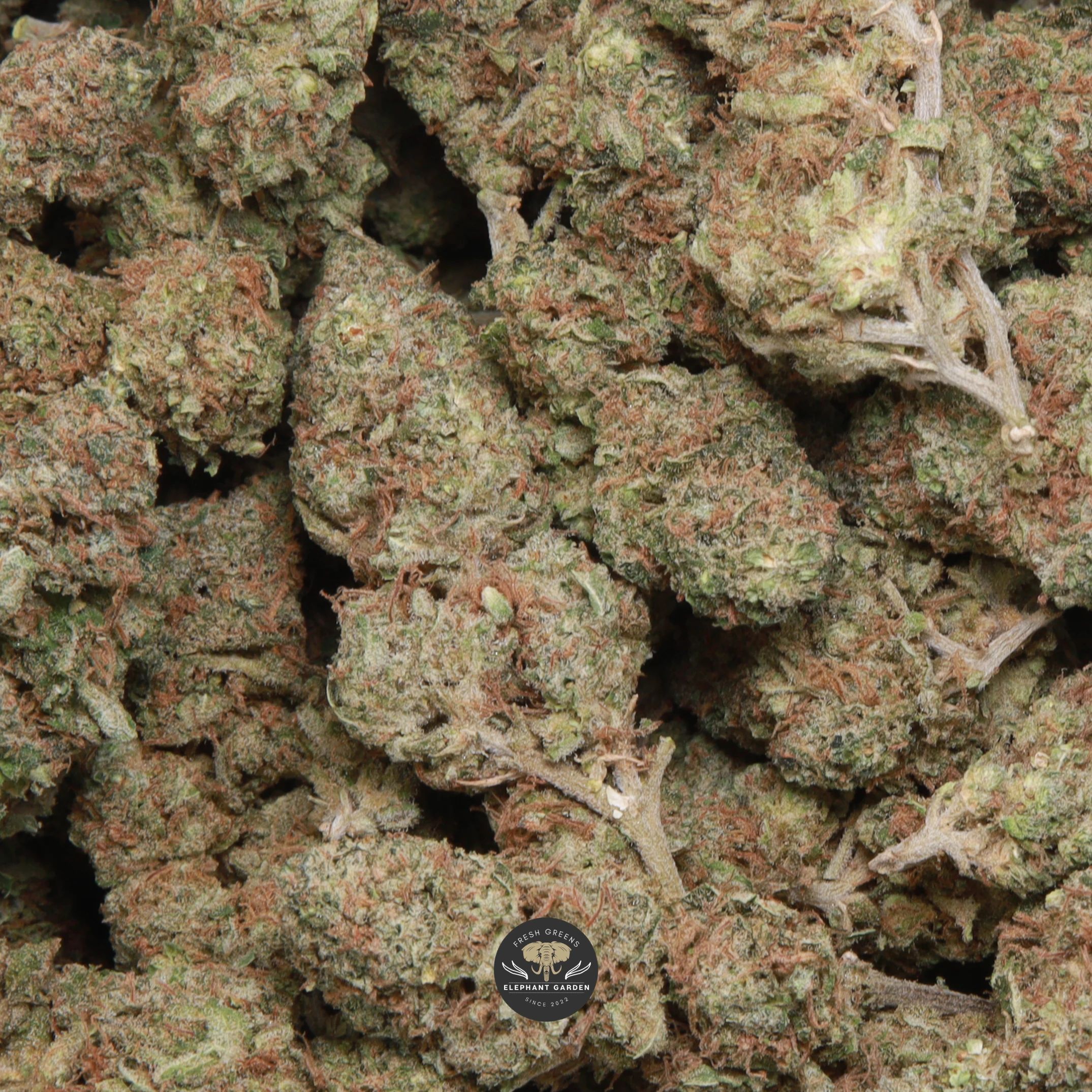 Pineapple OG sativa flower, macro shot of buds