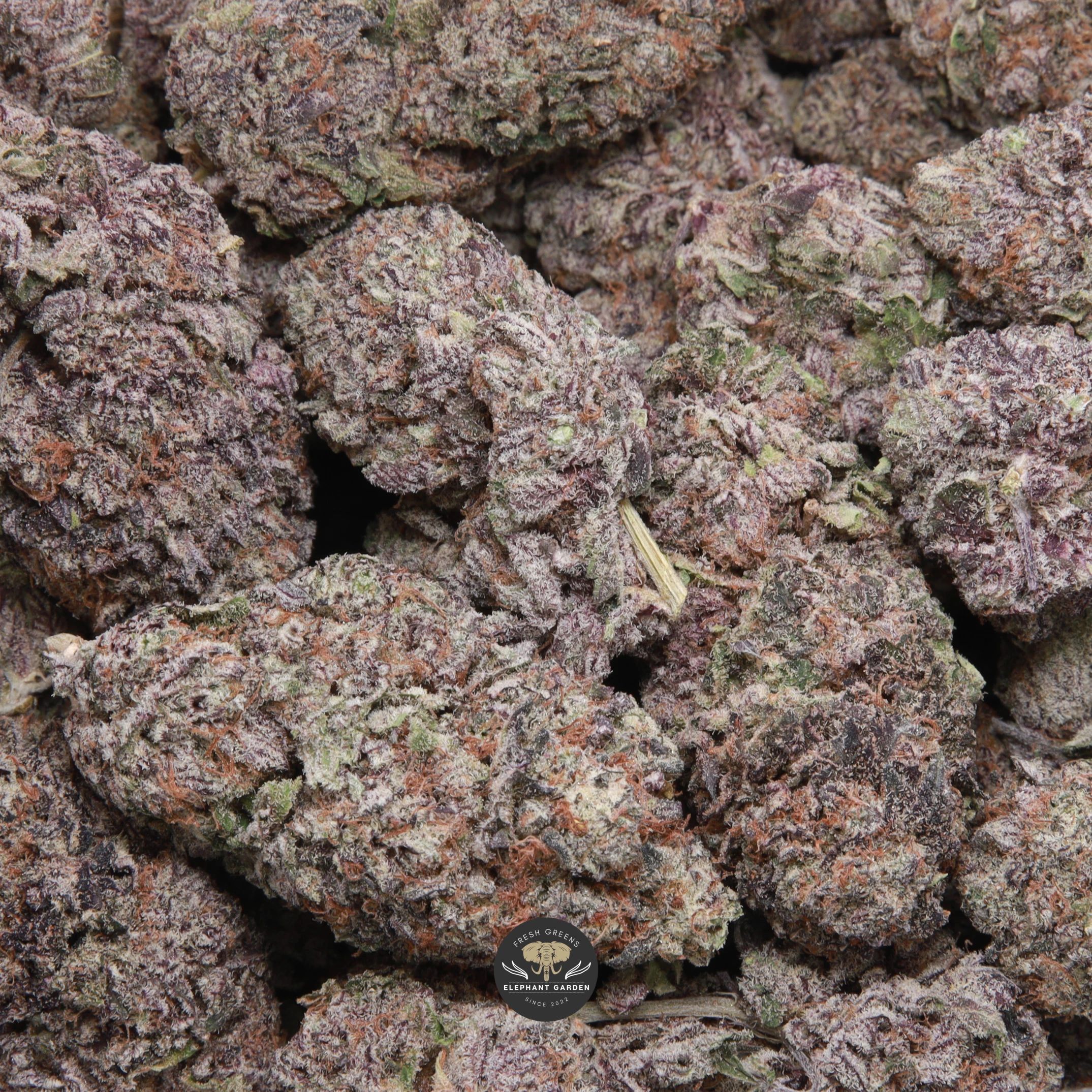 Purple Milk hybrid flower, gallery image 1