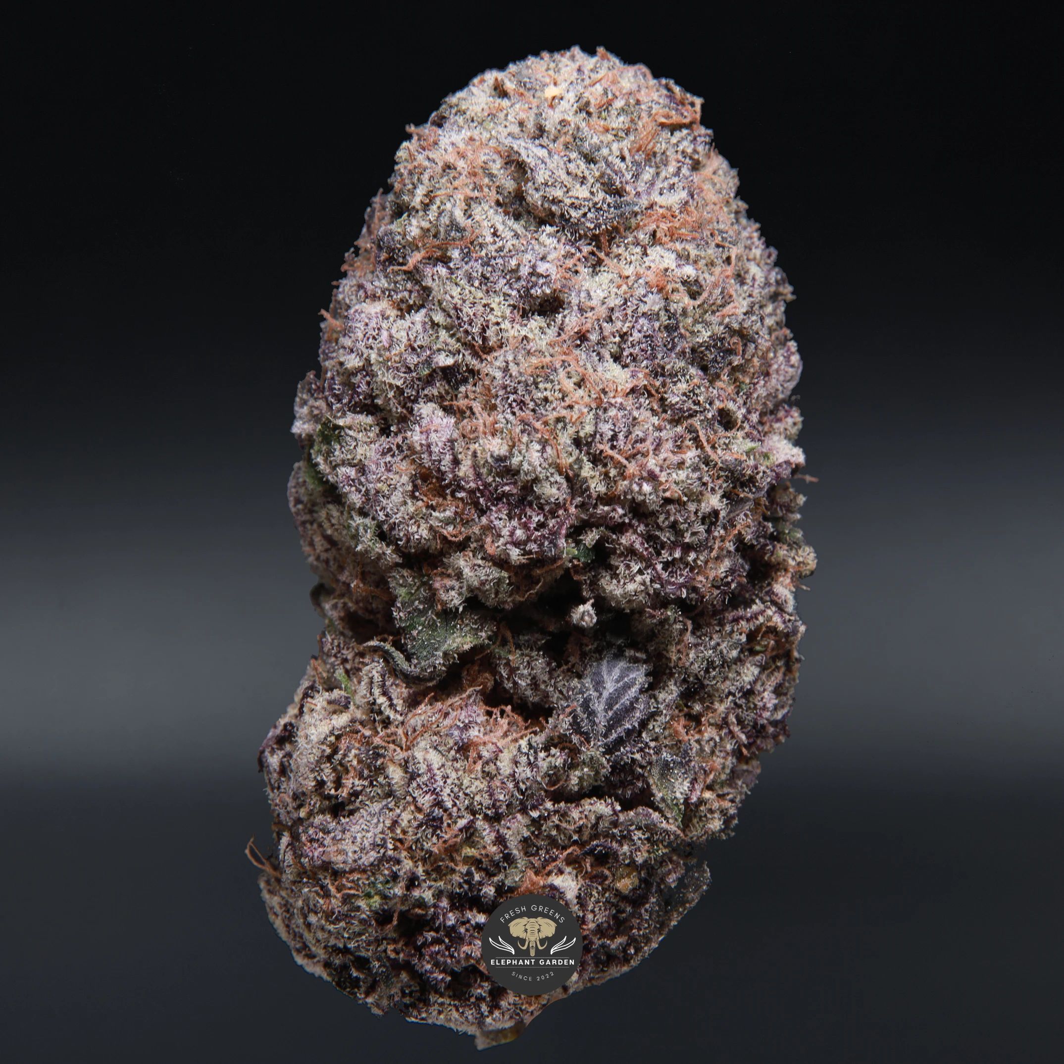 Purple Milk hybrid flower, close-up product photo