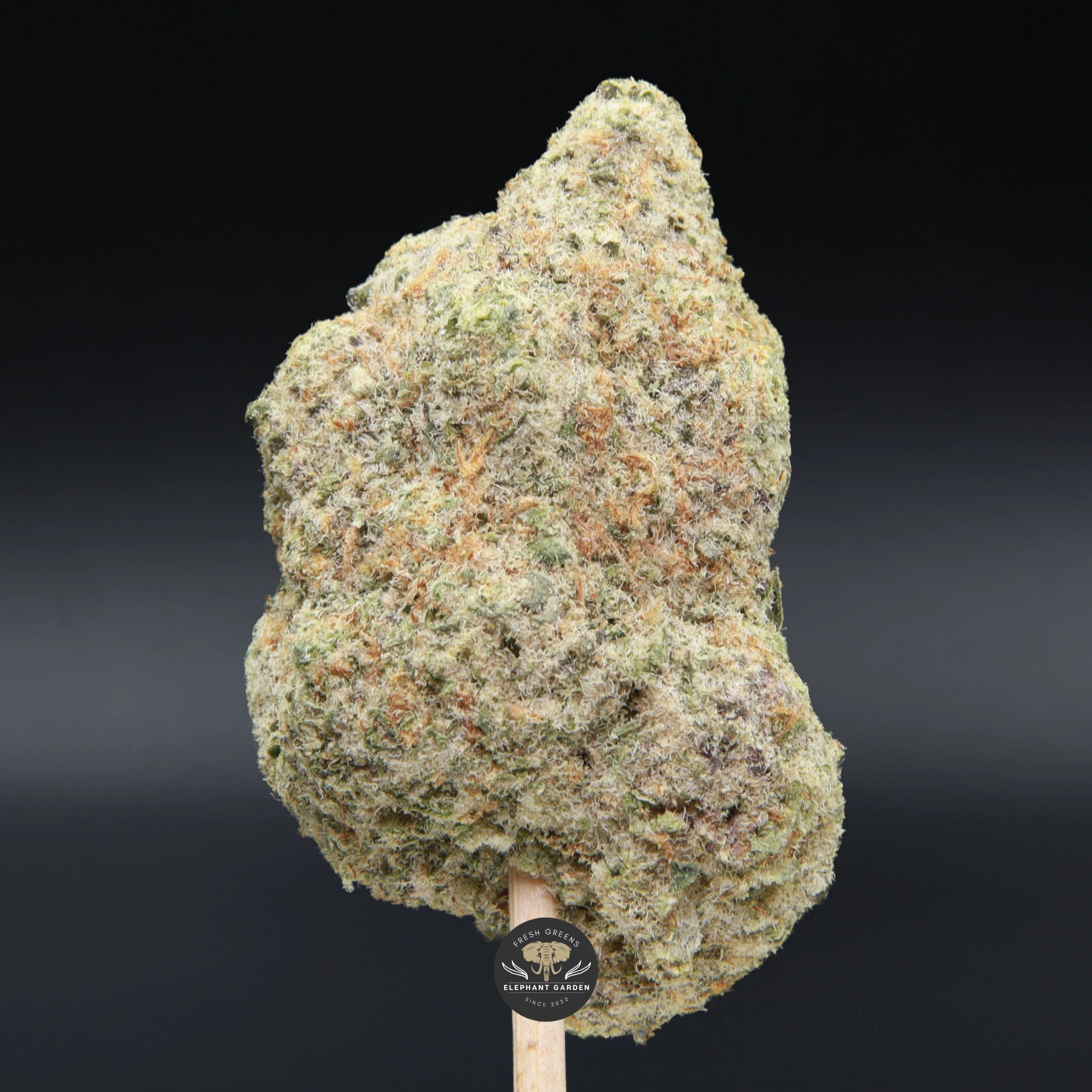 Sour Banana Sherbet hybrid flower, close-up product photo