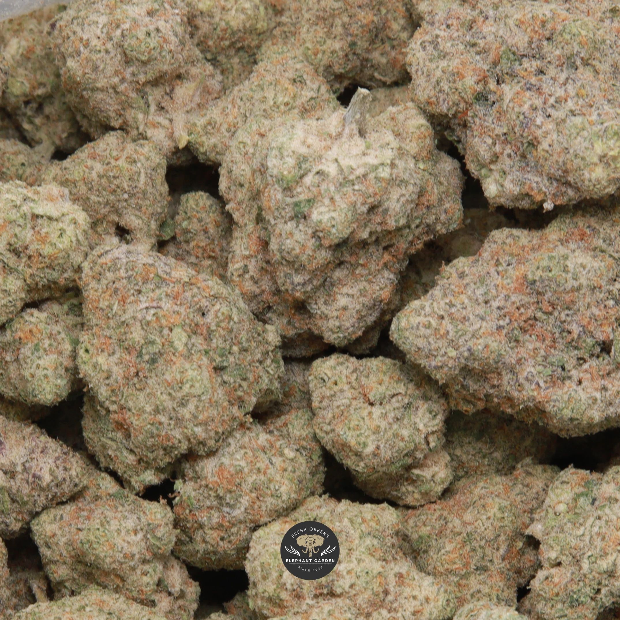 Sour Banana Sherbet hybrid flower, gallery image 1